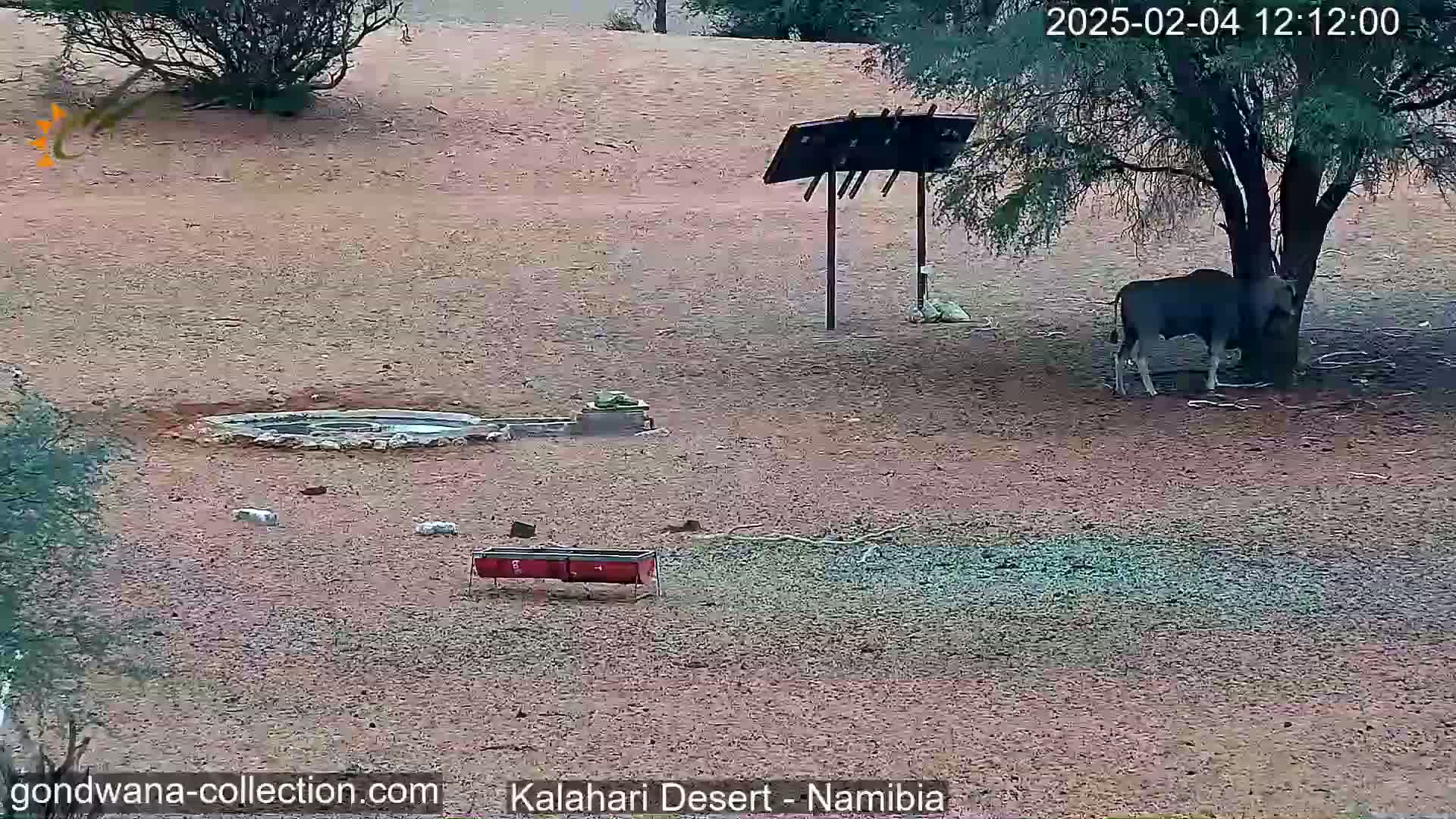 A dark-colored antelope stands under a tree in a dry, dusty landscape with a stone water feature, a wooden signpost, and several small animals and feeders scattered around.