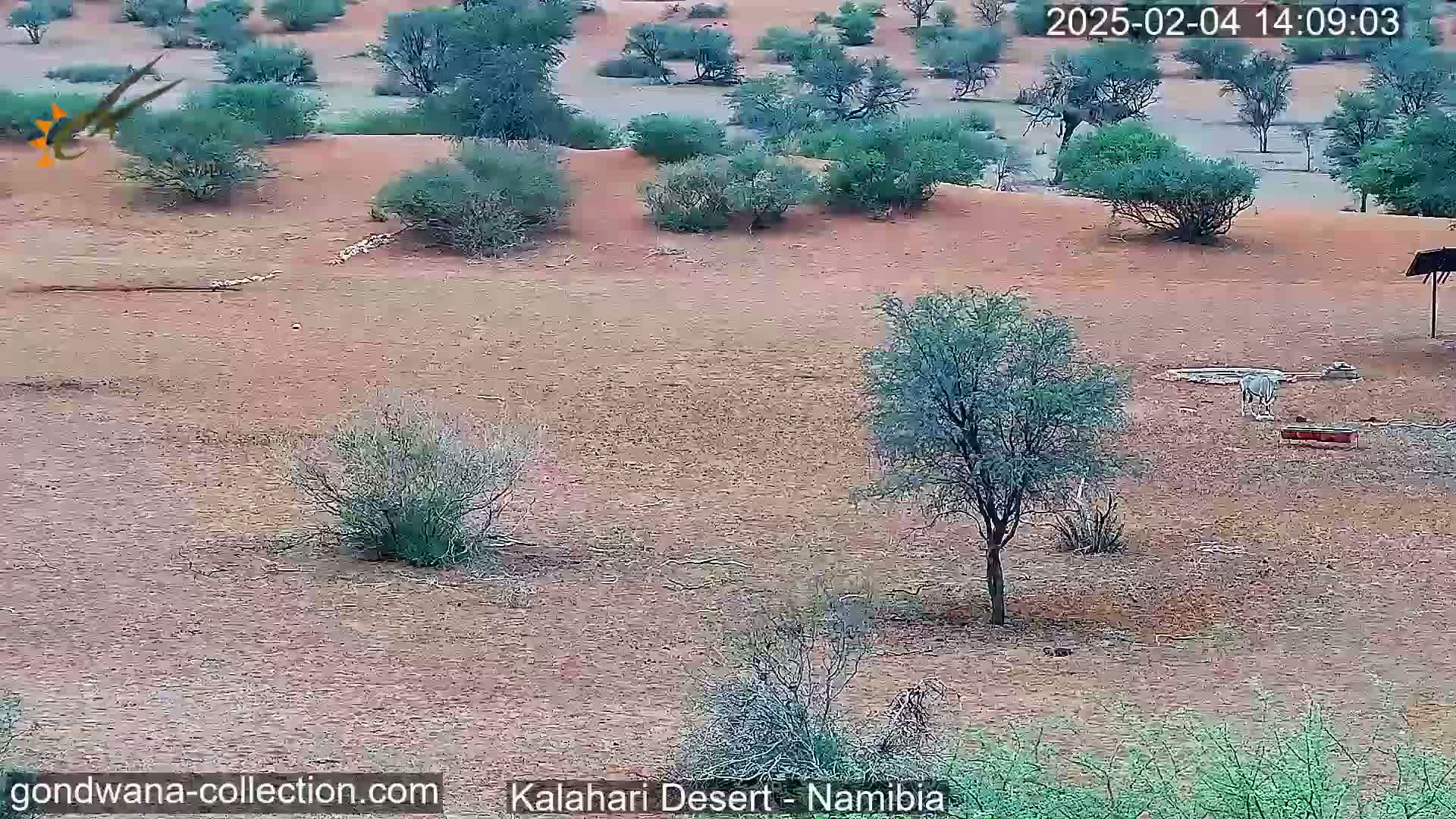 A dry, reddish-brown desert landscape with scattered shrubs and small trees, featuring a single oryx near a water trough under a somewhat overcast sky.