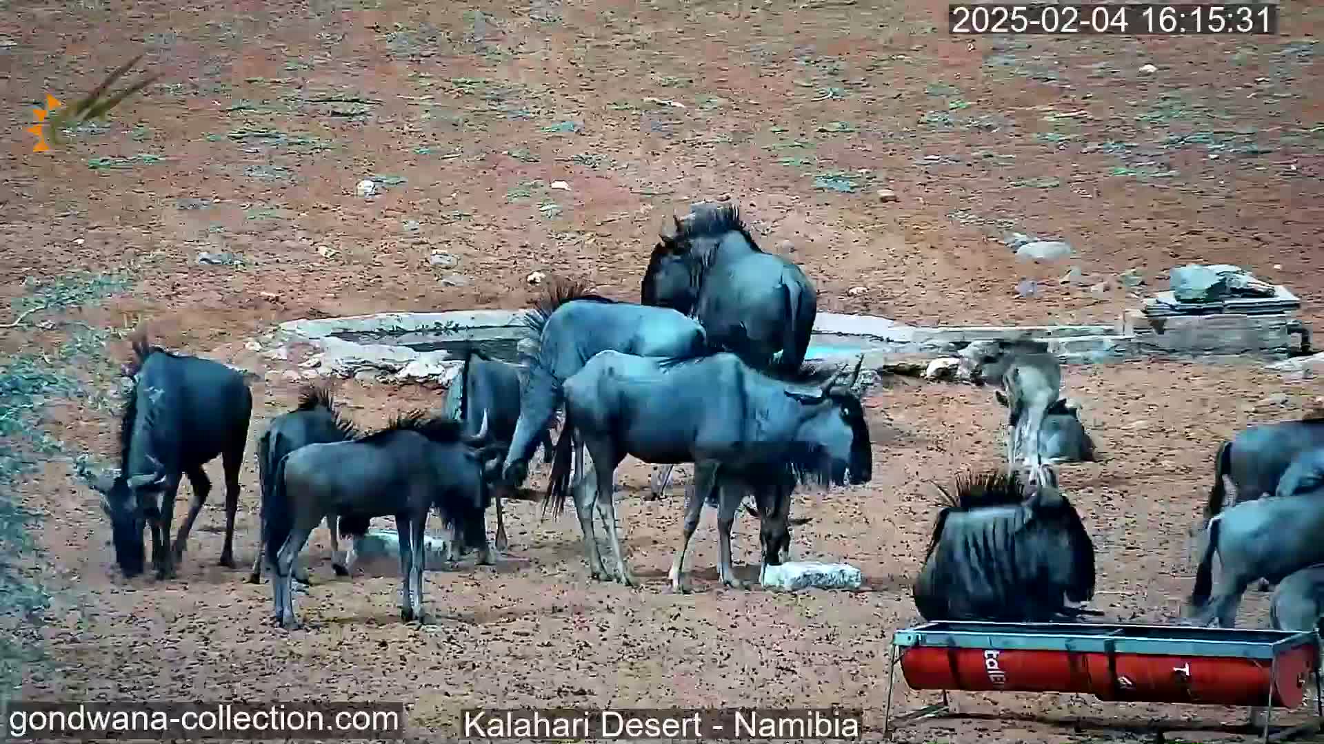 A herd of wildebeest gathers around a water trough on dry, dusty ground.