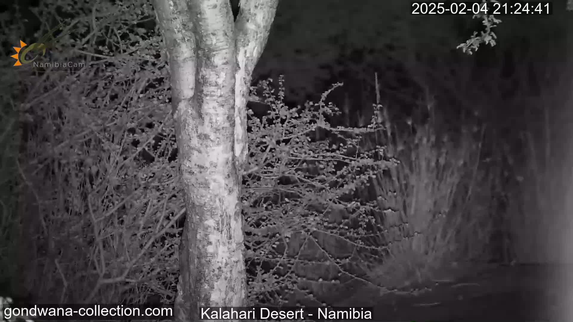 A nighttime, grayscale image shows a tree trunk and surrounding sparse brush under dark conditions.