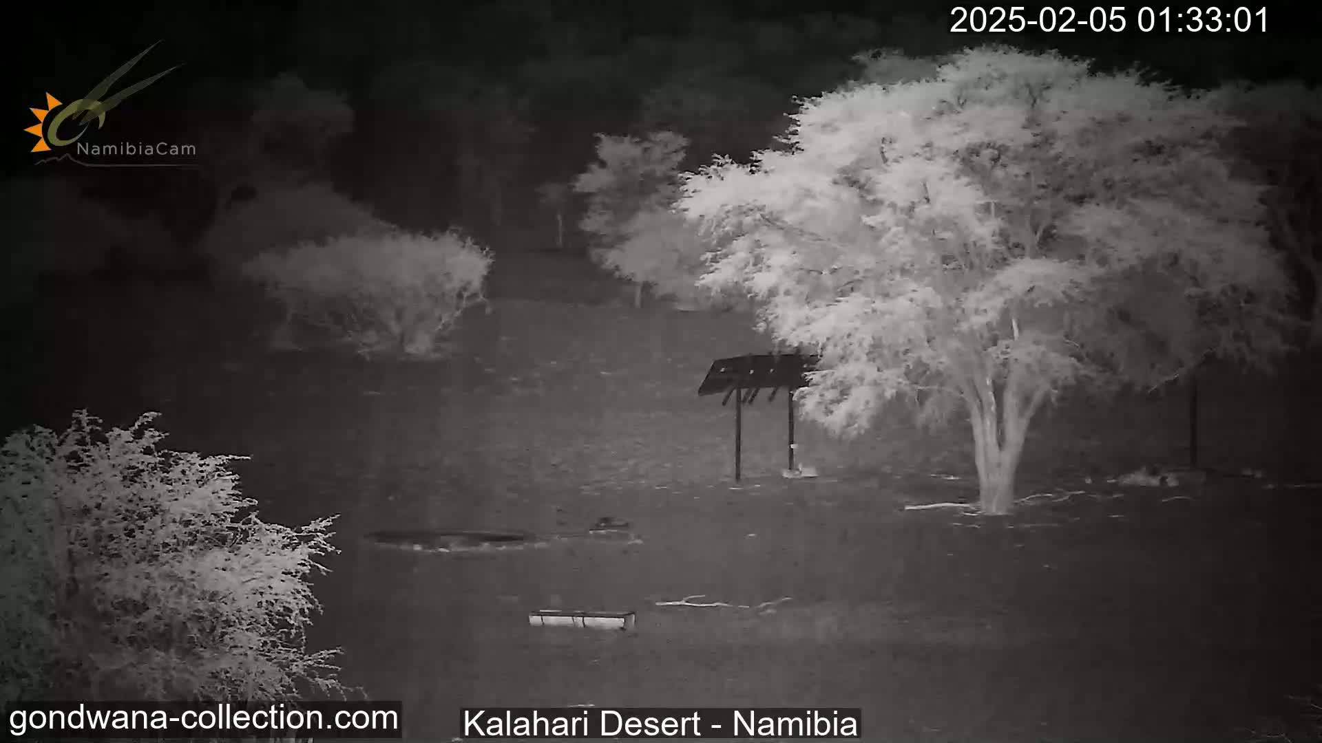 A nighttime infrared view shows sparse desert vegetation, including a few trees and shrubs, under a clear, dark sky.