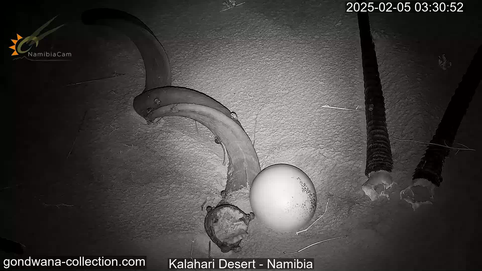 Natural Life in the Kalahari Desert (Gondwana Kalahari Park)  Live Cam - Mariental, Hardap, Namibia