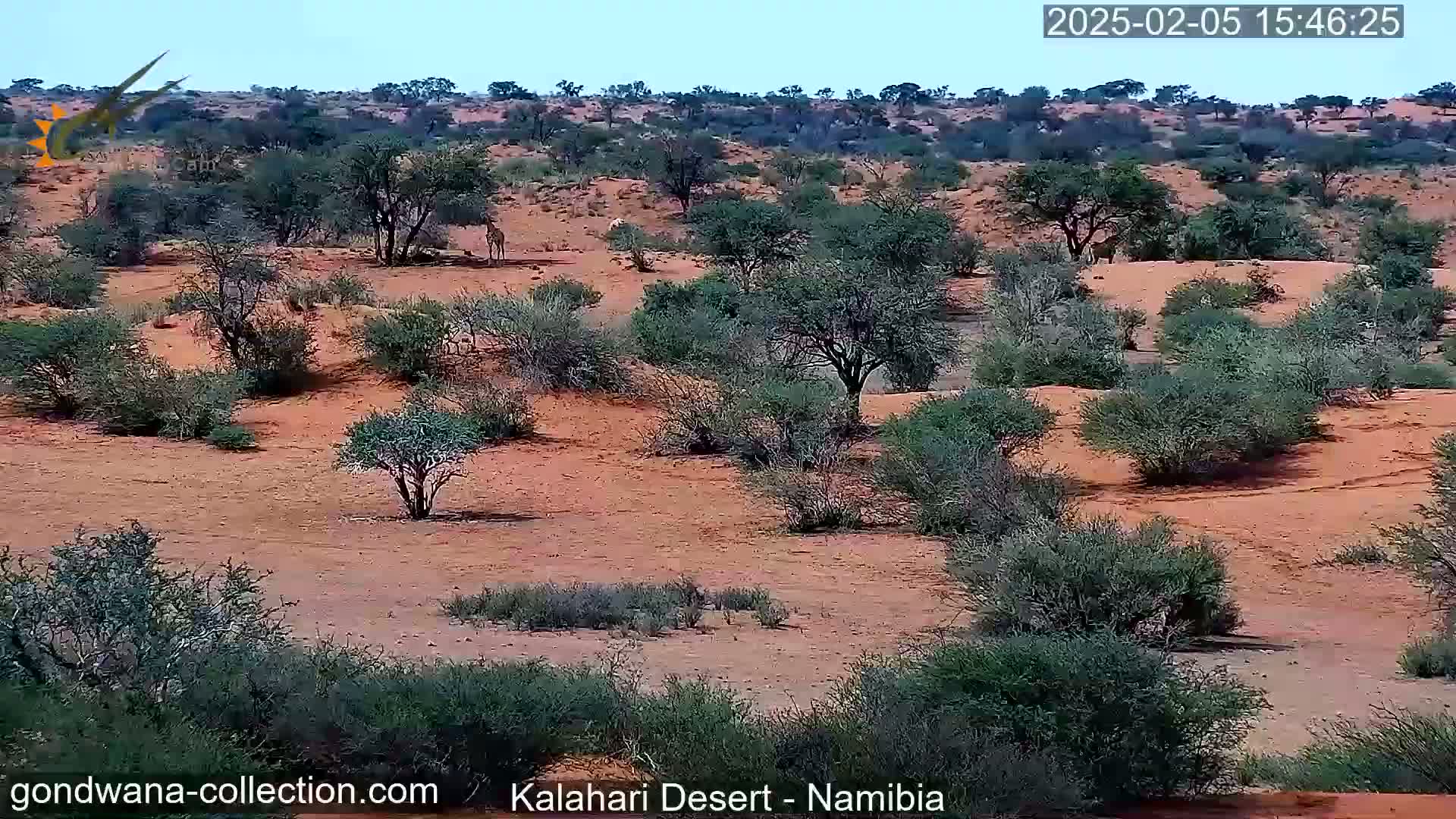 A giraffe stands in a sparsely vegetated, reddish-brown desert landscape under a clear sky.