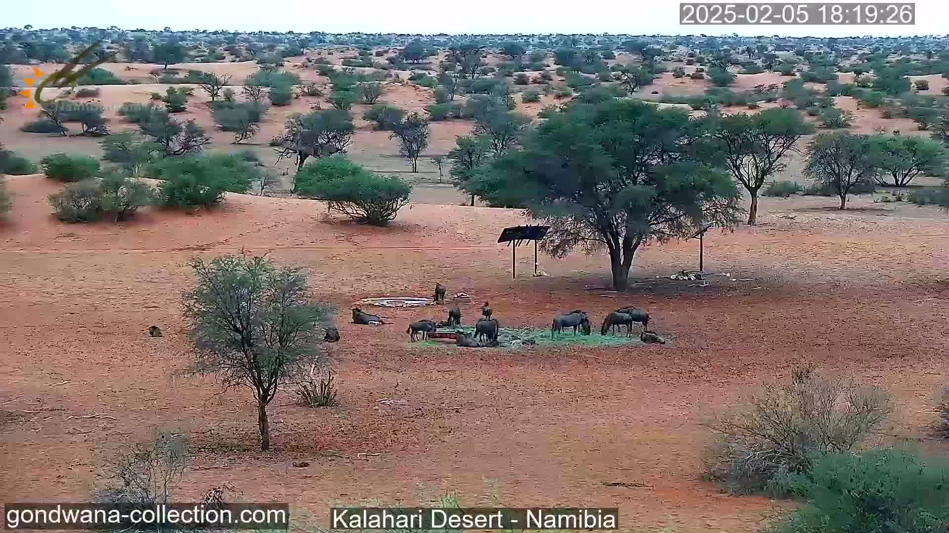 Natural Life in the Kalahari Desert (Gondwana Kalahari Park)  Live Cam - Mariental, Hardap, Namibia