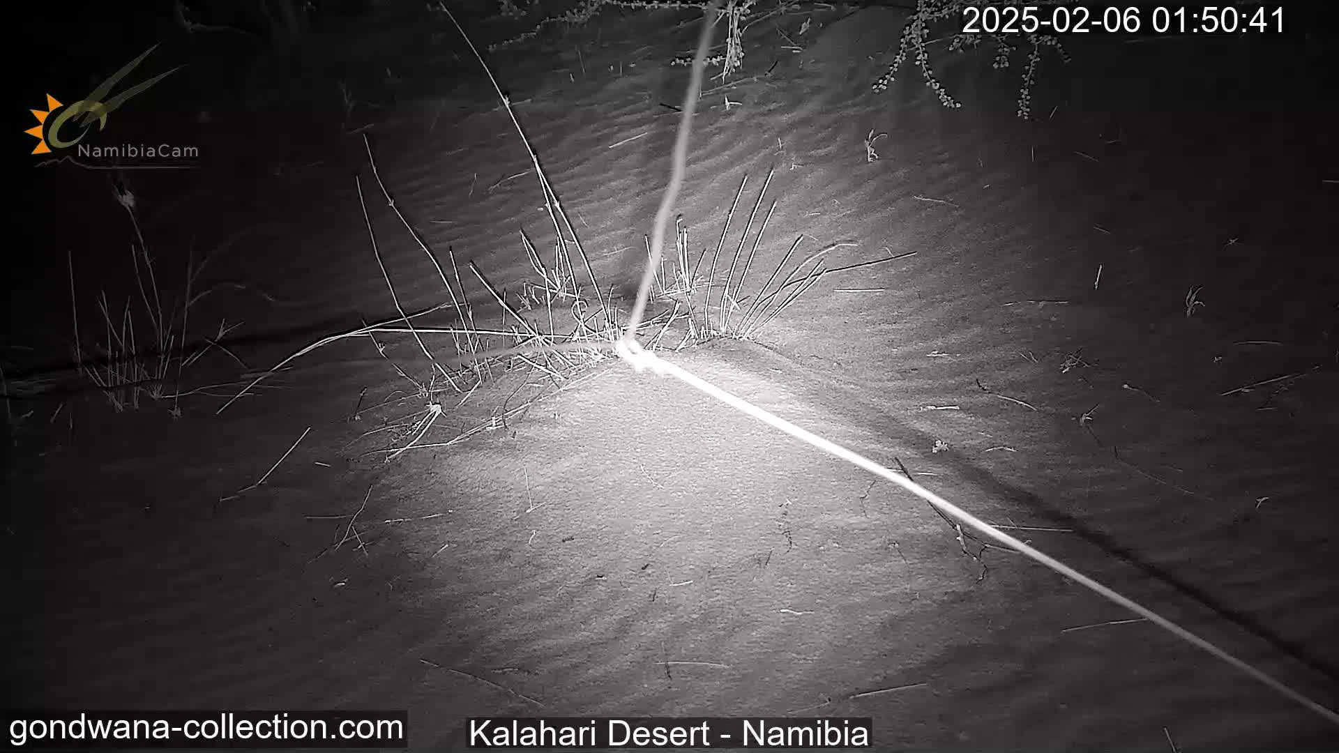 Natural Life in the Kalahari Desert (Gondwana Kalahari Park)  Live Cam - Mariental, Hardap, Namibia
