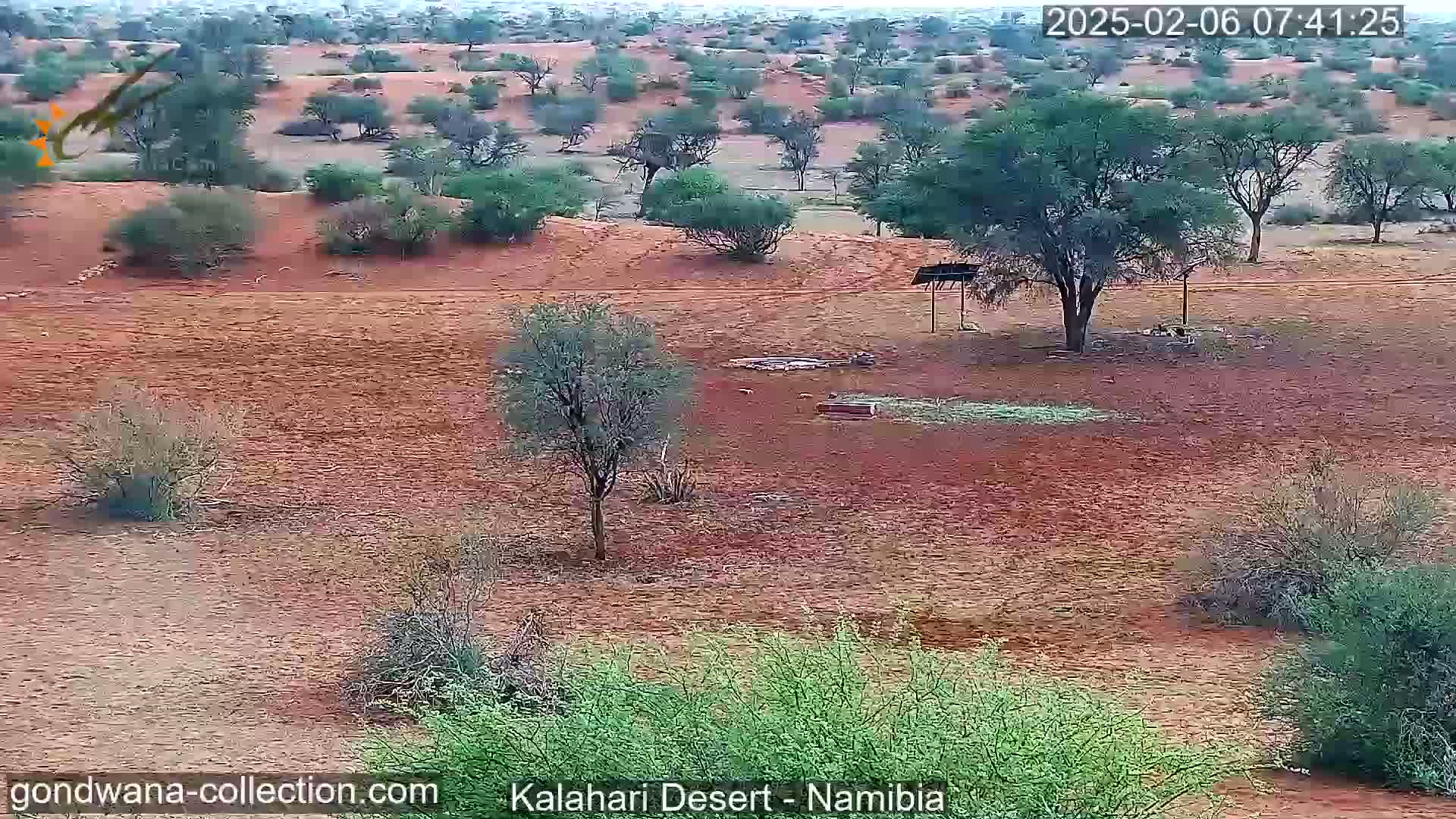 Natural Life in the Kalahari Desert (Gondwana Kalahari Park)  Live Cam - Mariental, Hardap, Namibia