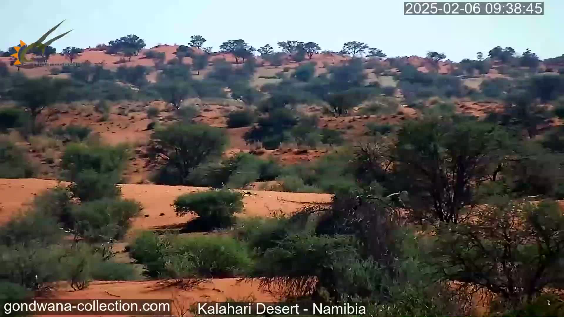 Natural Life in the Kalahari Desert (Gondwana Kalahari Park)  Live Cam - Mariental, Hardap, Namibia
