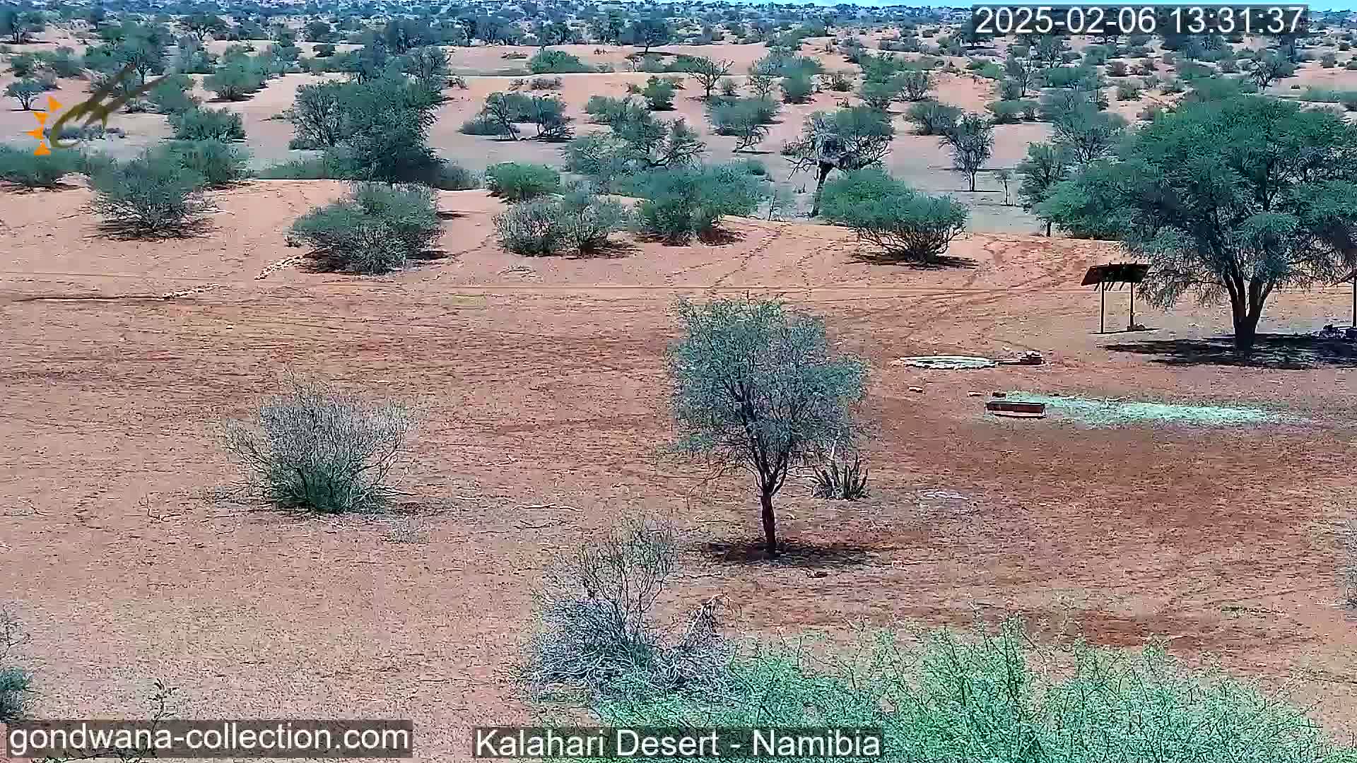 Natural Life in the Kalahari Desert (Gondwana Kalahari Park)  Live Cam - Mariental, Hardap, Namibia