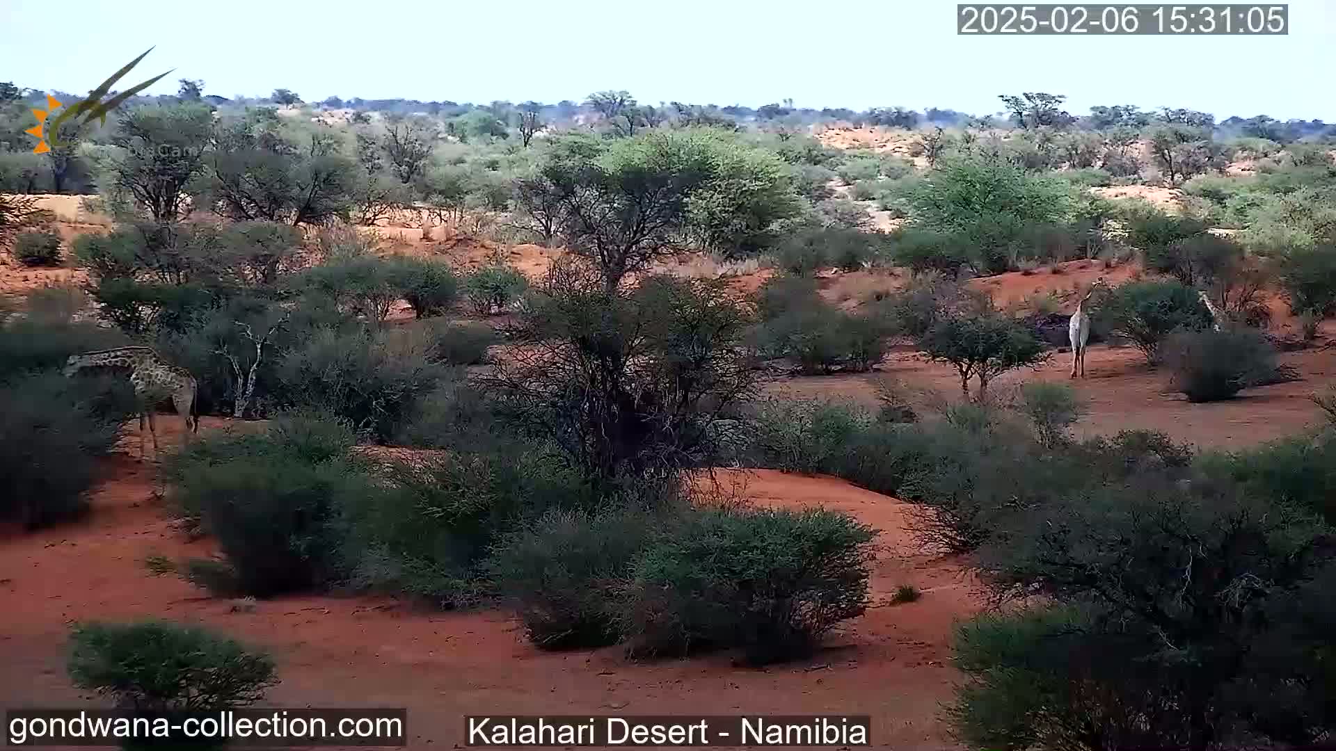 Natural Life in the Kalahari Desert (Gondwana Kalahari Park)  Live Cam - Mariental, Hardap, Namibia