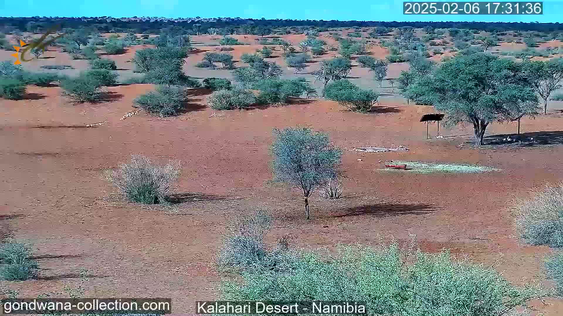 Natural Life in the Kalahari Desert (Gondwana Kalahari Park)  Live Cam - Mariental, Hardap, Namibia
