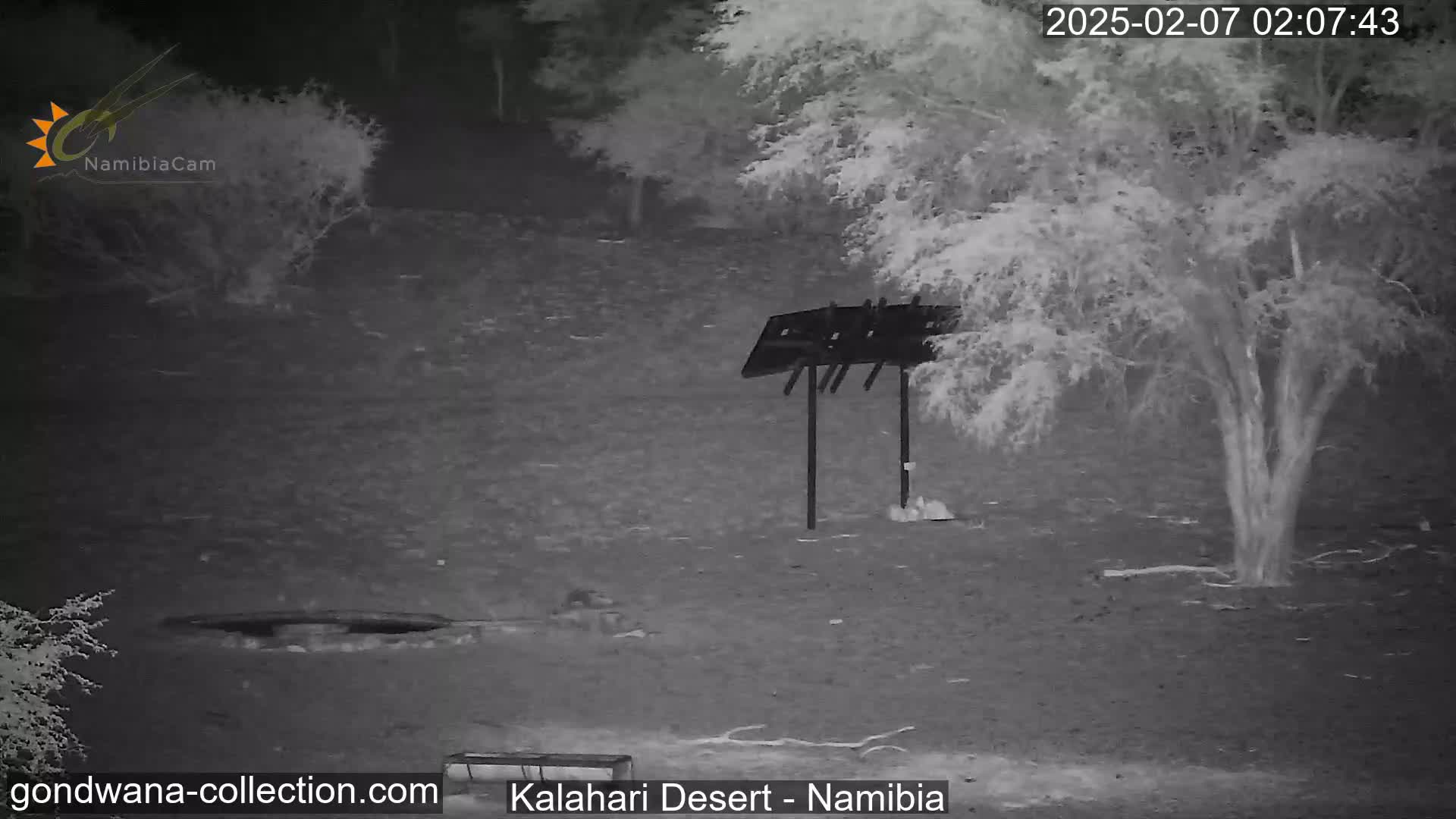 Natural Life in the Kalahari Desert (Gondwana Kalahari Park)  Live Cam - Mariental, Hardap, Namibia