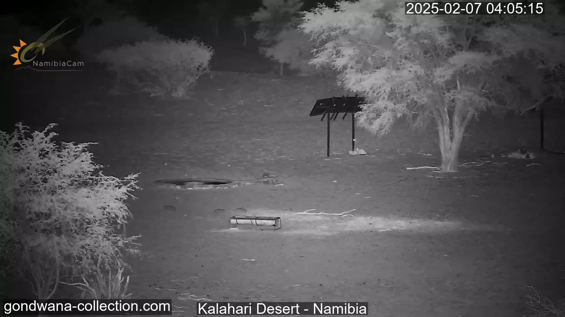 Natural Life in the Kalahari Desert (Gondwana Kalahari Park)  Live Cam - Mariental, Hardap, Namibia