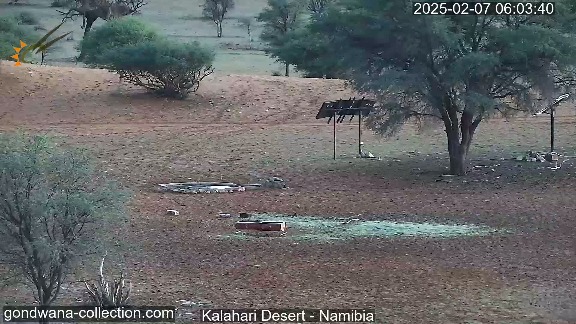 Natural Life in the Kalahari Desert (Gondwana Kalahari Park)  Live Cam - Mariental, Hardap, Namibia