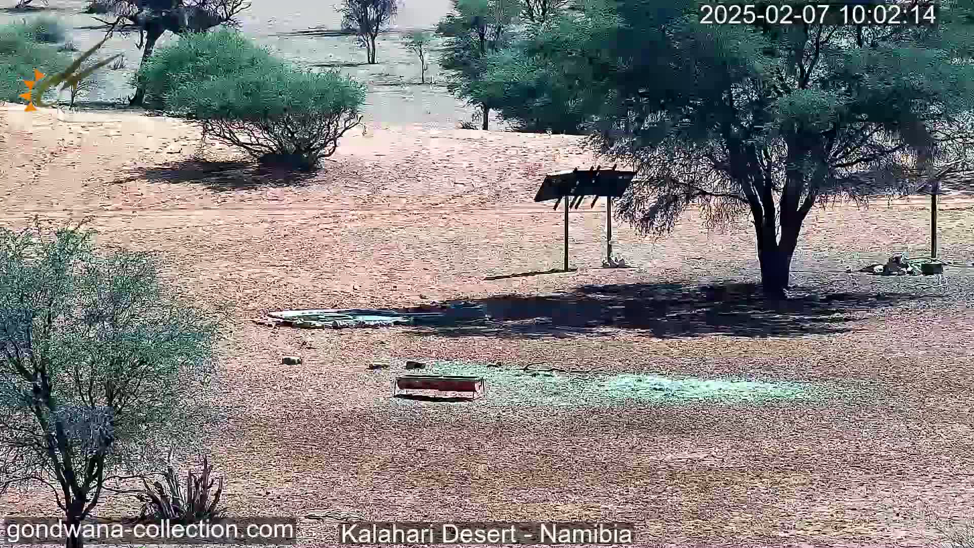 Natural Life in the Kalahari Desert (Gondwana Kalahari Park)  Live Cam - Mariental, Hardap, Namibia