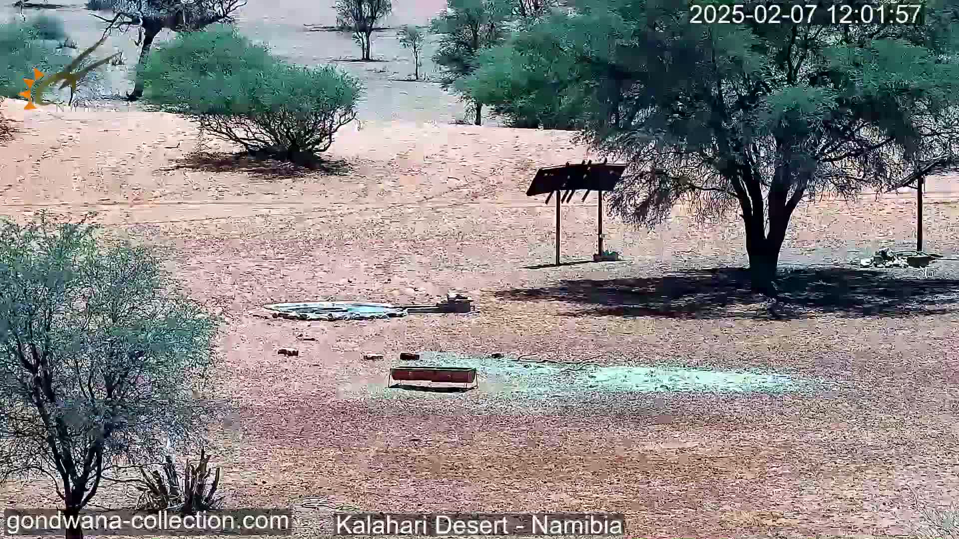 Natural Life in the Kalahari Desert (Gondwana Kalahari Park)  Live Cam - Mariental, Hardap, Namibia