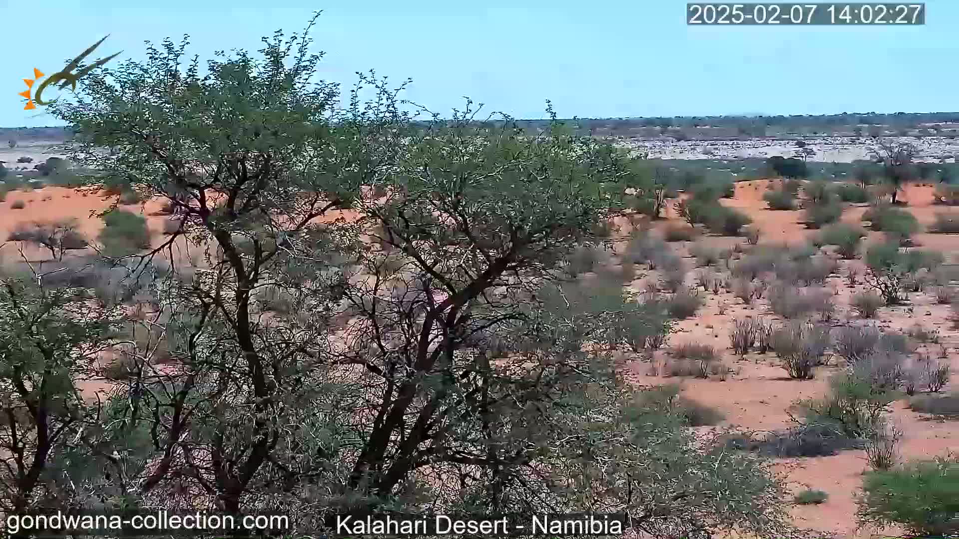 A view from behind a large tree shows a dry, reddish-brown desert landscape under a mostly clear sky.