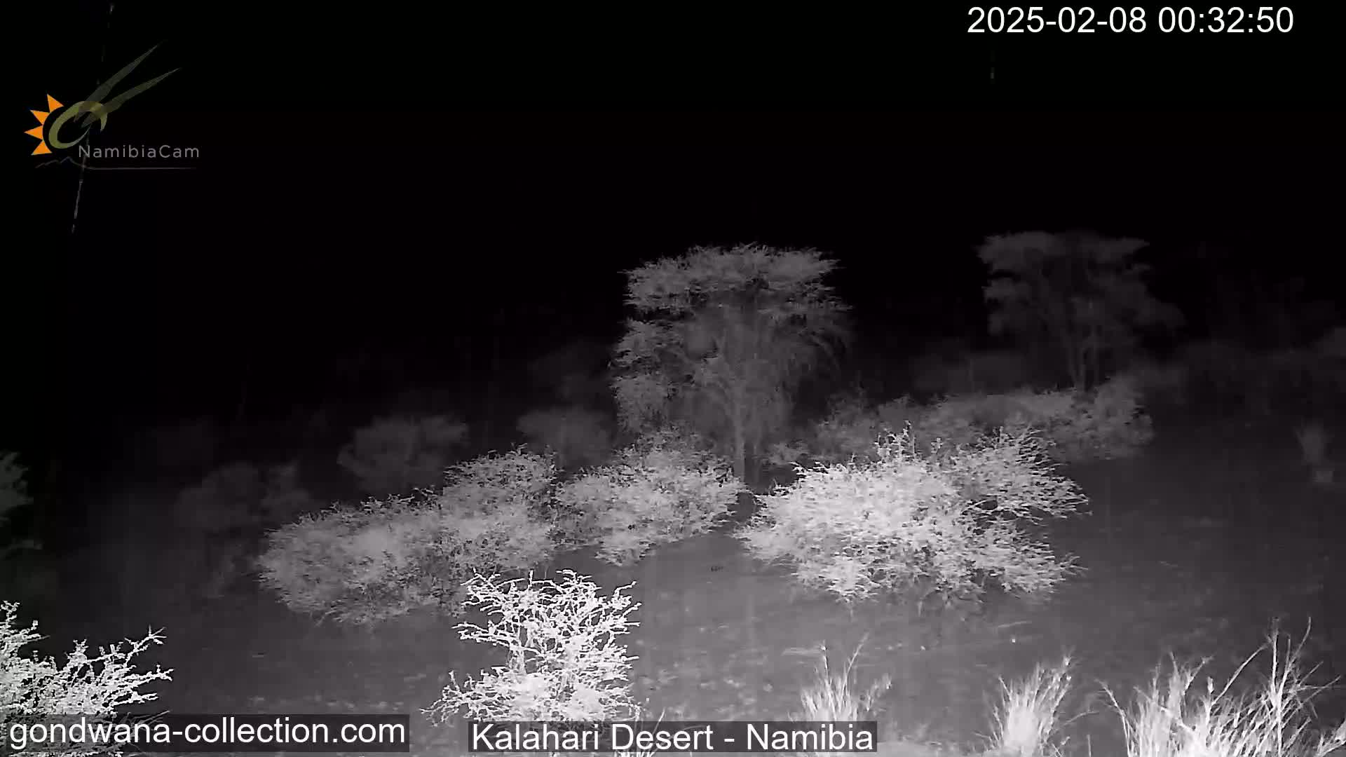 A nighttime, black-and-white image shows sparse, low-lying desert vegetation under a dark sky.