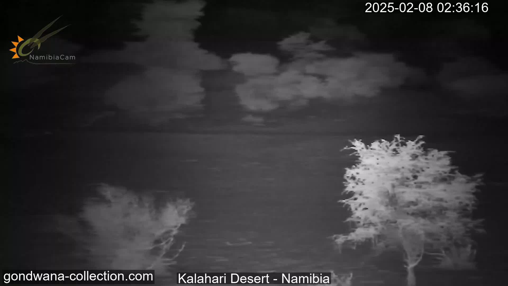 A nighttime, low-light view of a desert landscape shows sparse, light-colored vegetation under a cloudy sky.