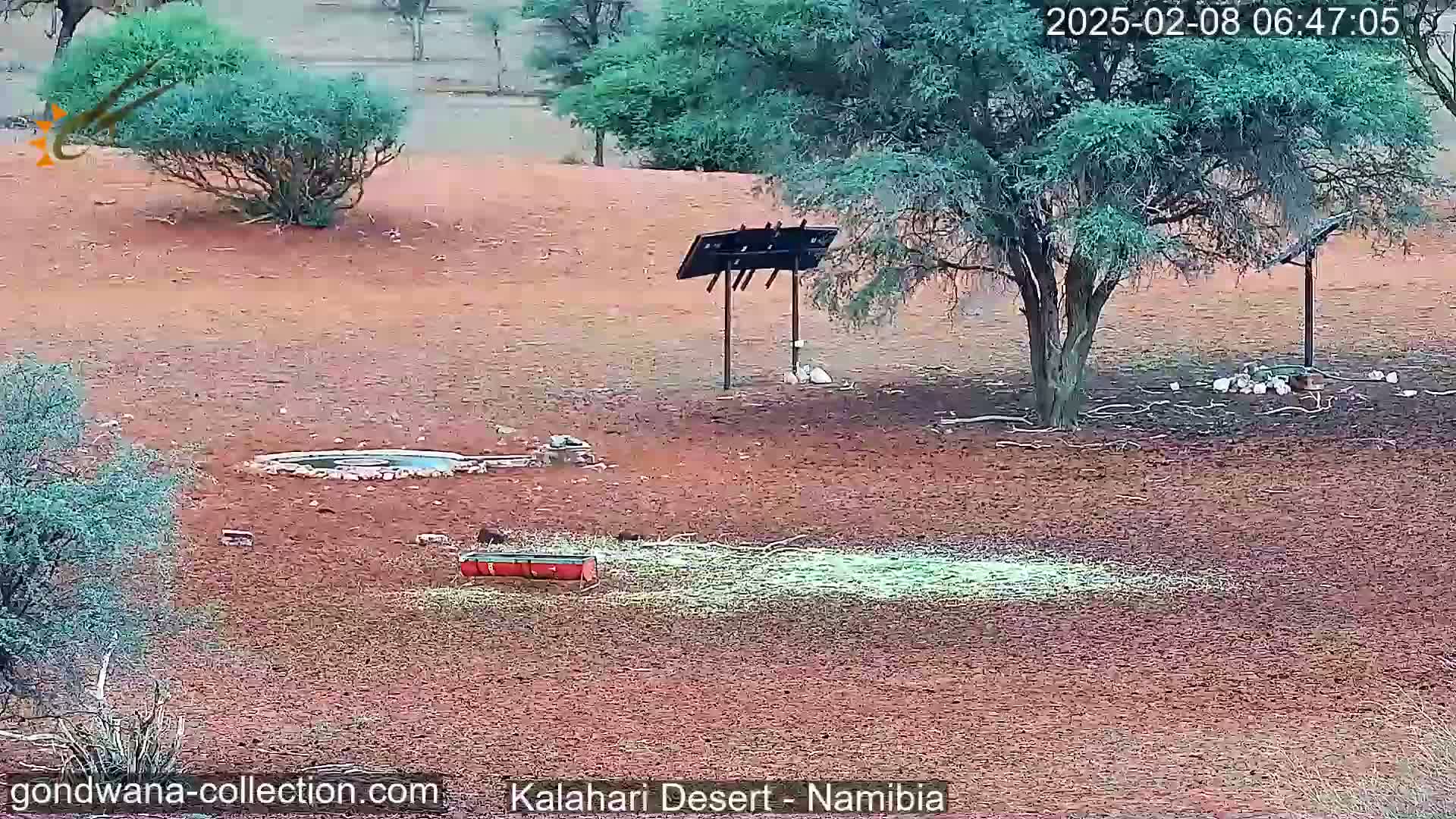A dry, reddish-brown landscape under a mostly clear sky shows a small watering hole, a bird feeder with scattered feed, a tree, and some birds.
