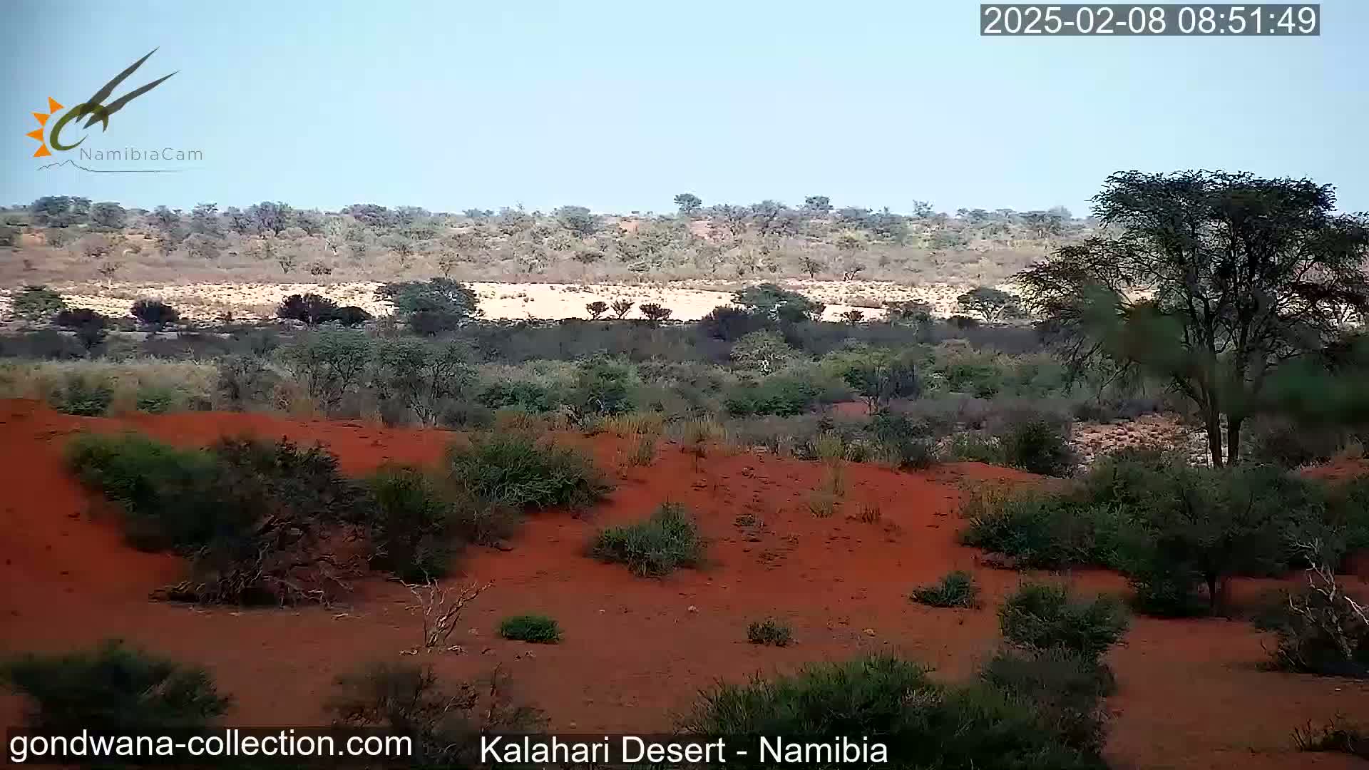 Under a clear sky, reddish-brown sand dunes and sparse desert vegetation cover a landscape in the Kalahari Desert.