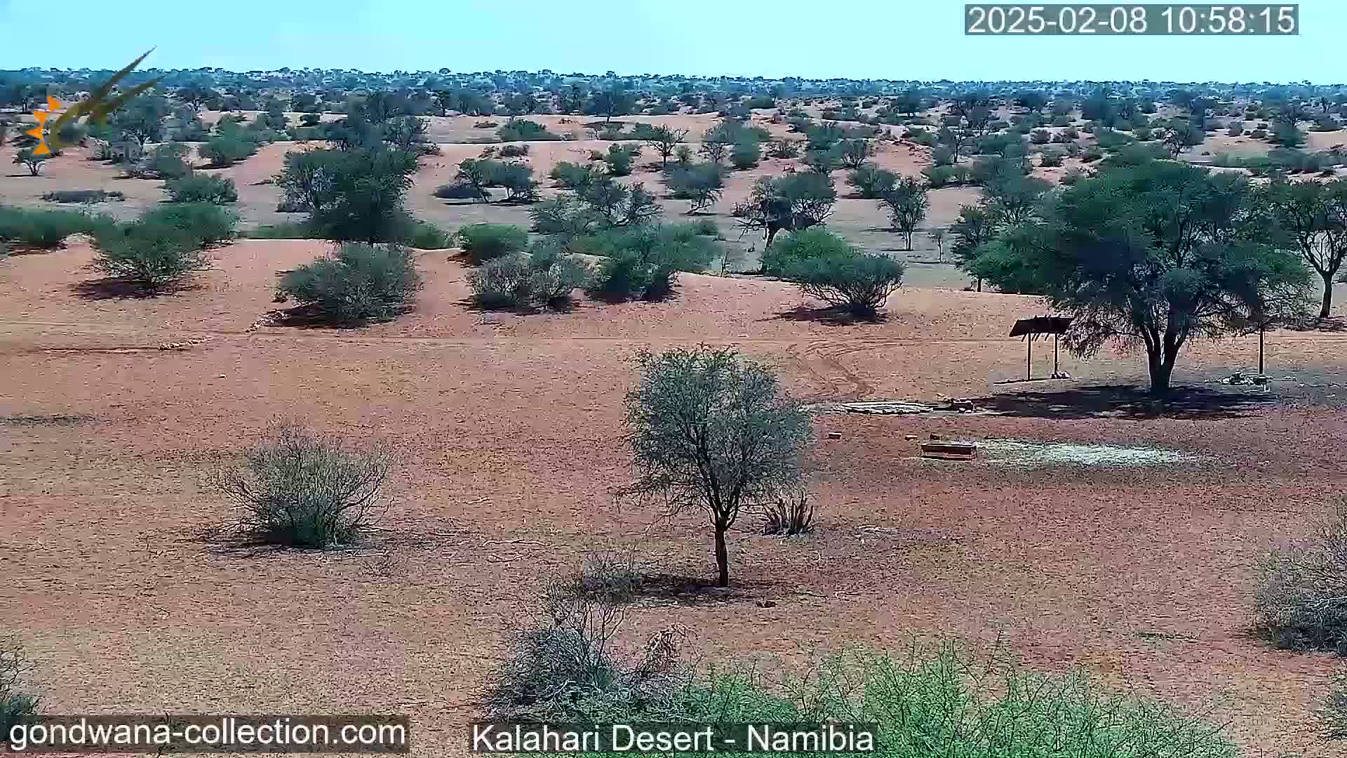 A sandy, arid landscape dotted with sparse, low-lying shrubs and trees under a clear, sunny sky.