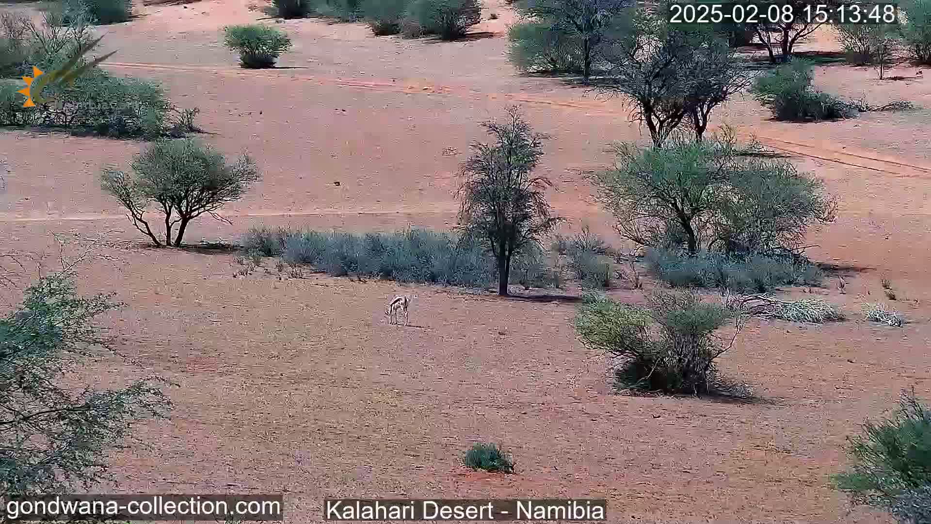 A small antelope grazes in a dry, sandy desert landscape dotted with sparse, low-lying shrubs and trees under a sunny sky.