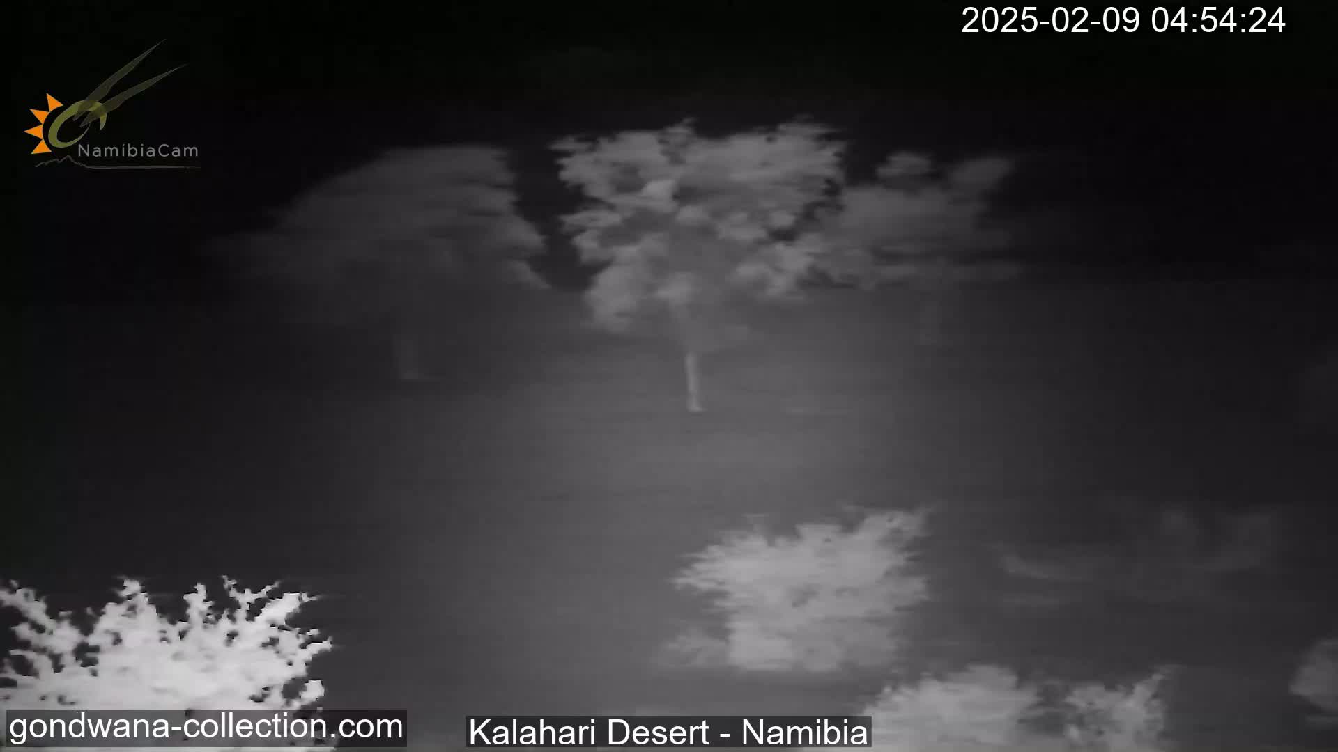A nighttime, low-light image shows sparsely vegetated desert landscape under a cloudy sky.
