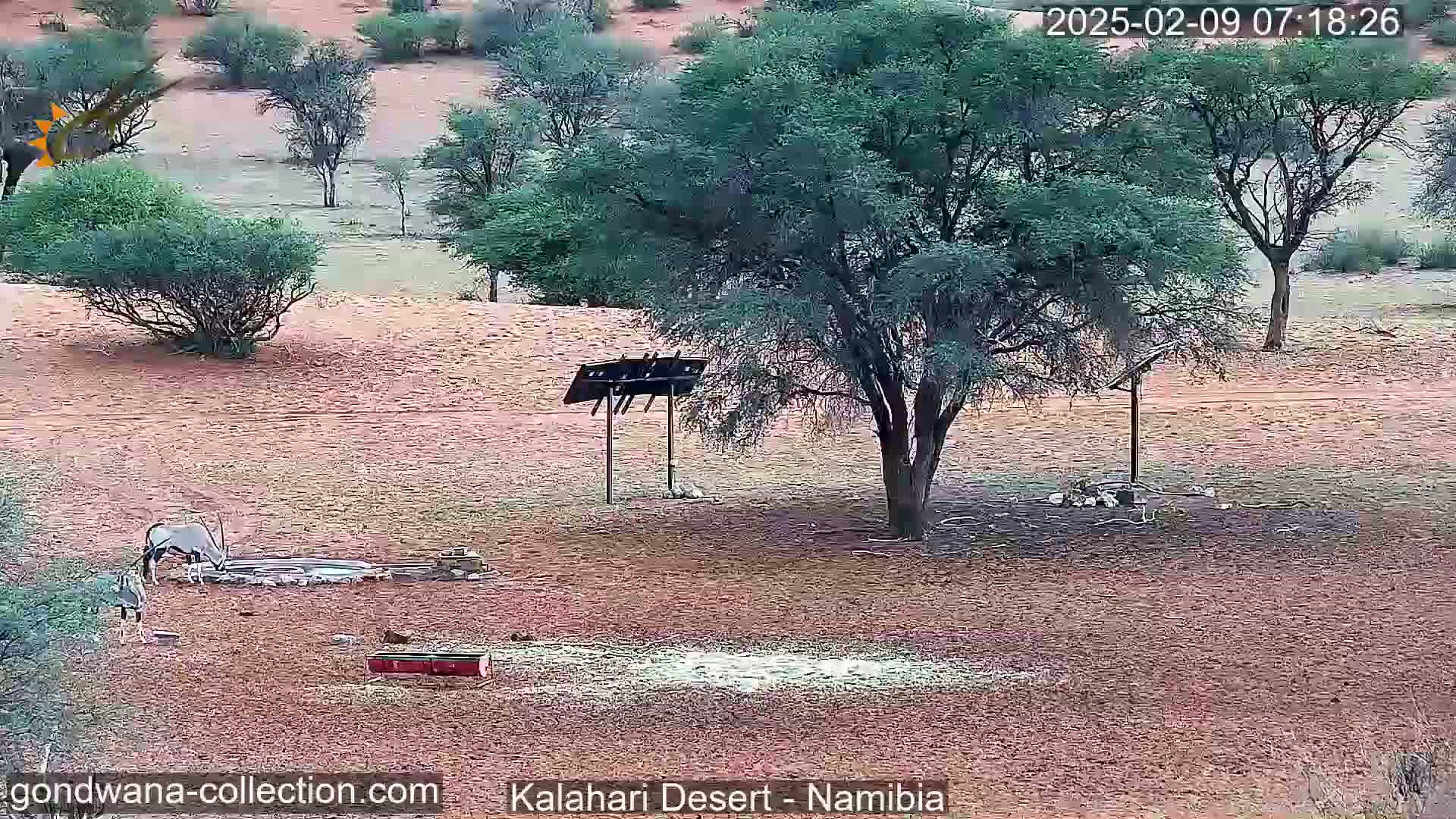 Two oryx drink from a watering hole near a tree and a solar panel under a clear sky in a dry, sandy landscape.