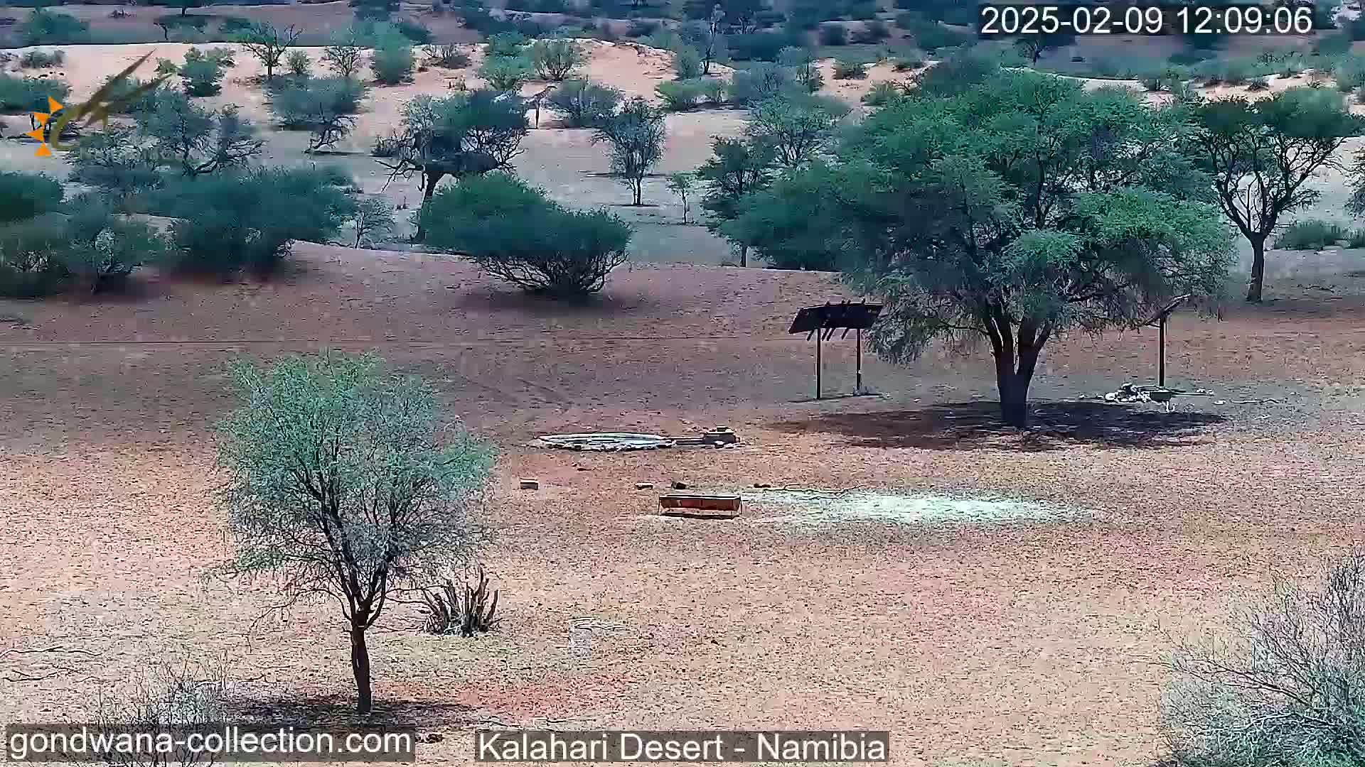 A desert landscape with sparse, low-lying vegetation and a few larger trees under a mostly clear sky.