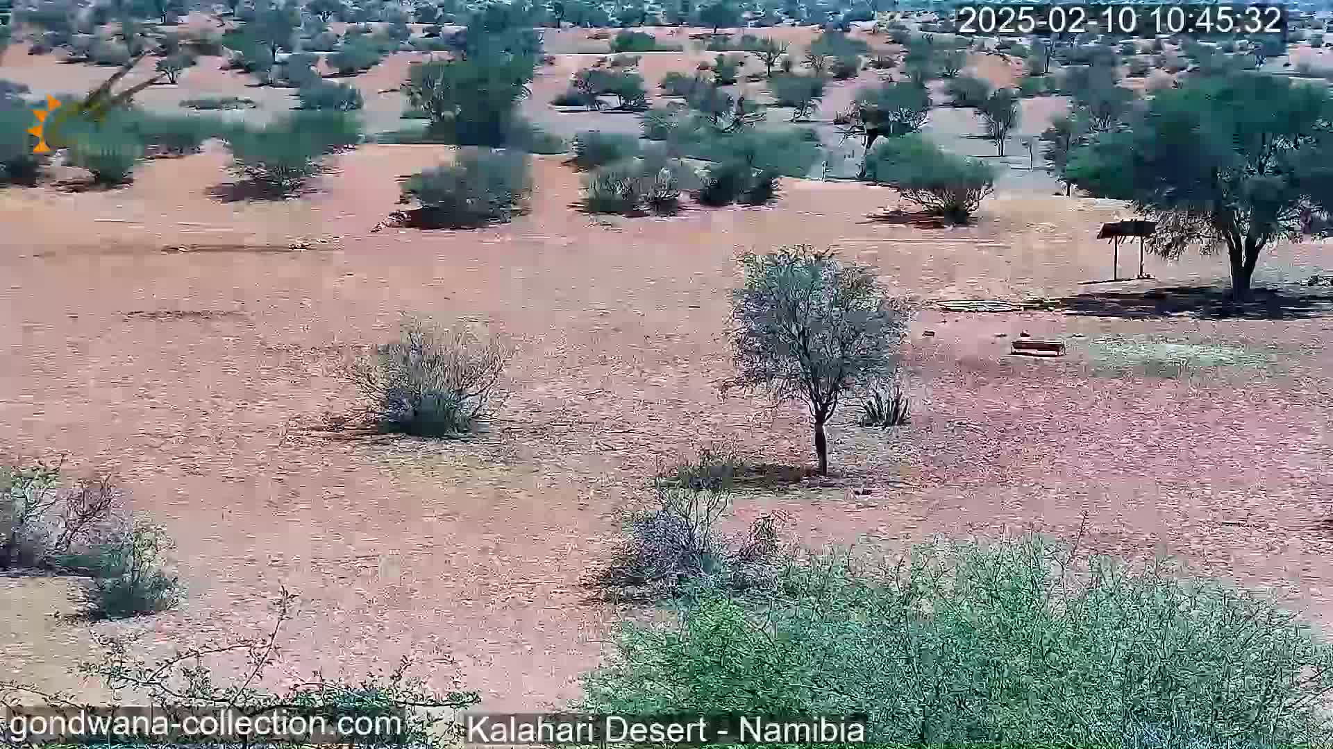 A sunny, arid landscape with sparse, low-lying vegetation and a few scattered trees.