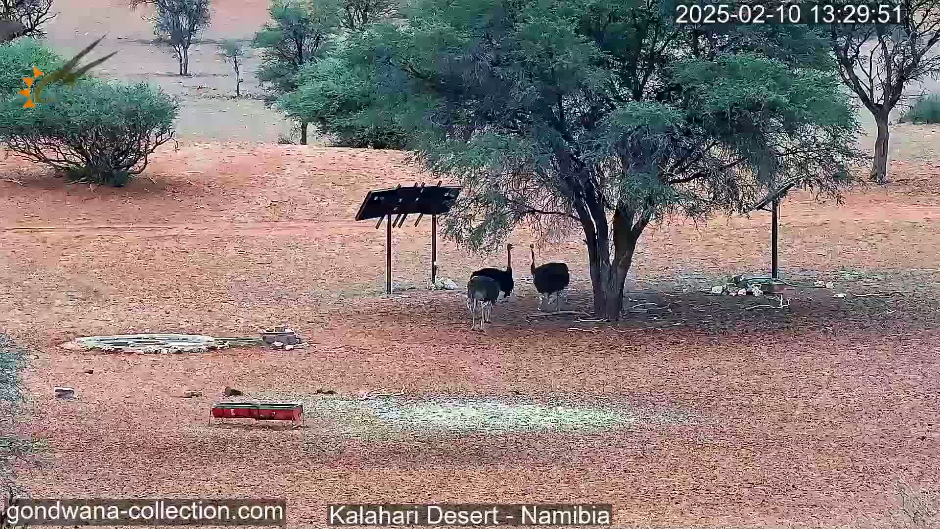 Two ostriches stand under a tree in a dry, reddish-brown landscape with sparse vegetation.