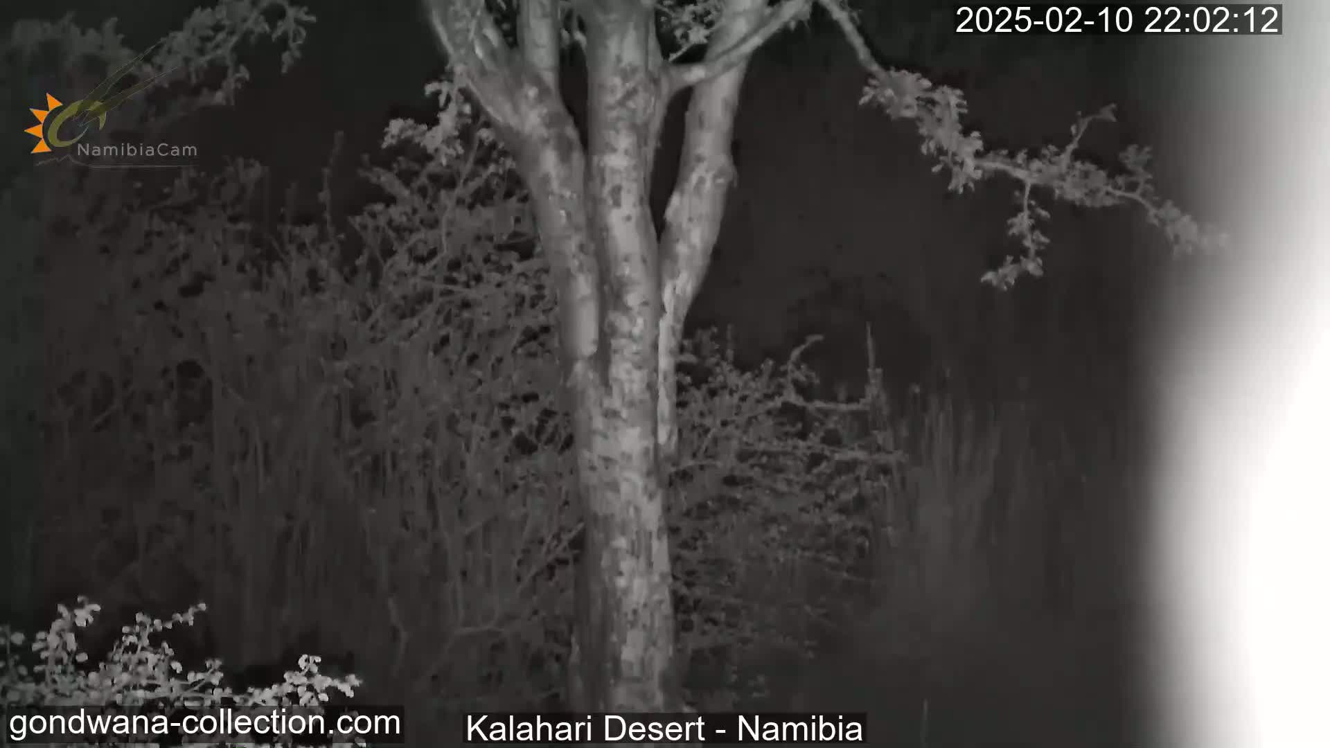 A nighttime, grayscale image shows a tree trunk in the center, surrounded by dark bushes under a dark sky.