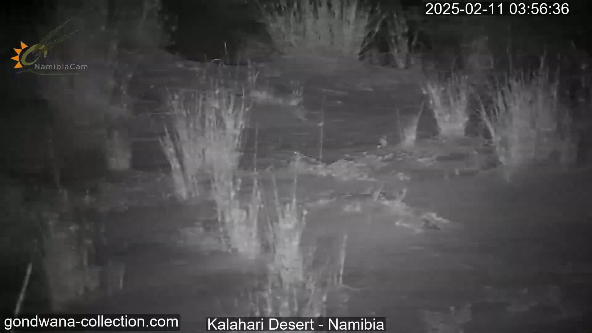 Rain is falling on sparse vegetation in a dark, possibly nighttime, desert landscape.