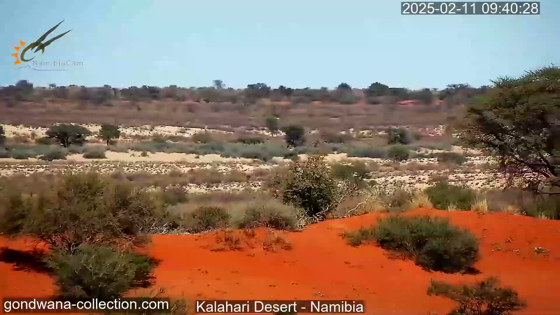 Red sand dunes and sparse desert vegetation stretch across a landscape under a clear blue sky.