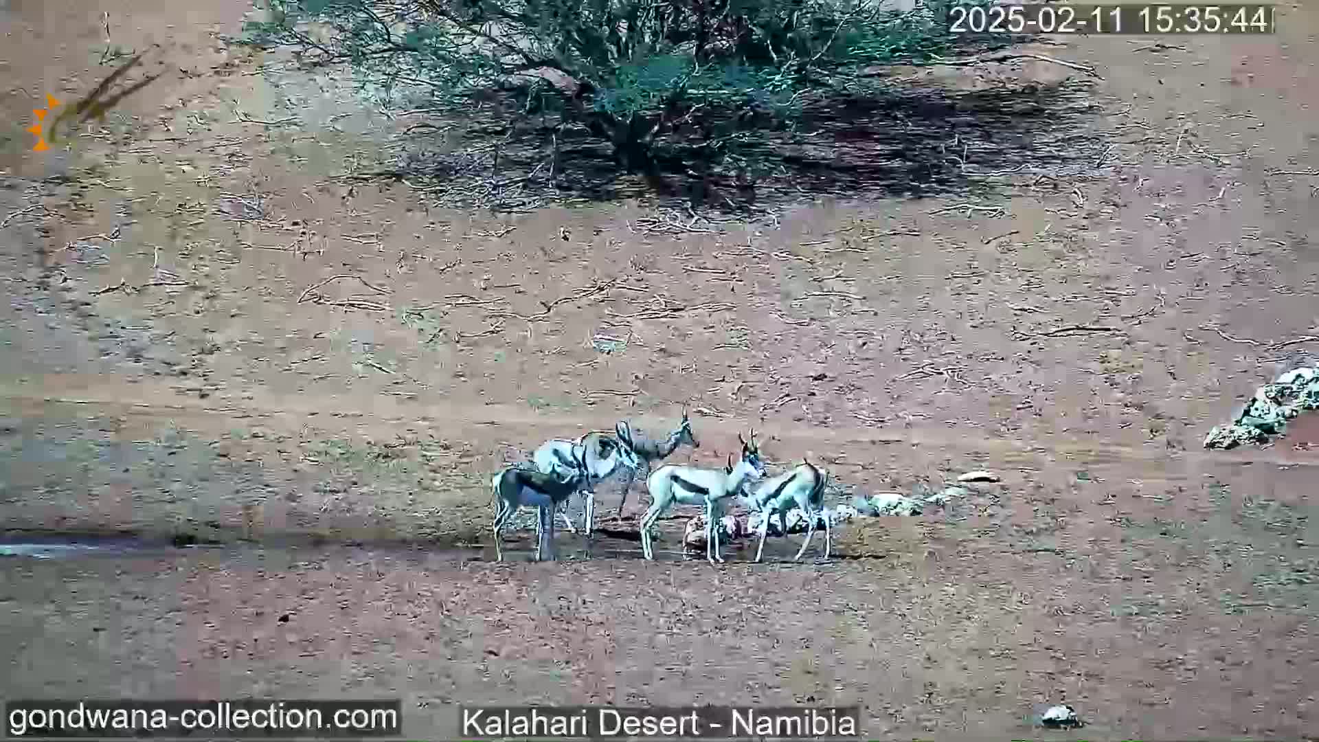 A group of springboks are gathered on dry, light brown ground near a small tree under a clear sky.