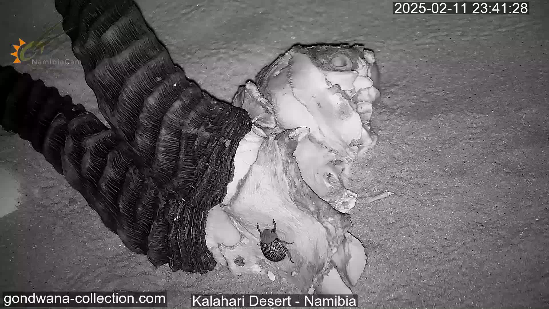 A beetle crawls on a large, bleached animal skull lying on sandy ground at night.