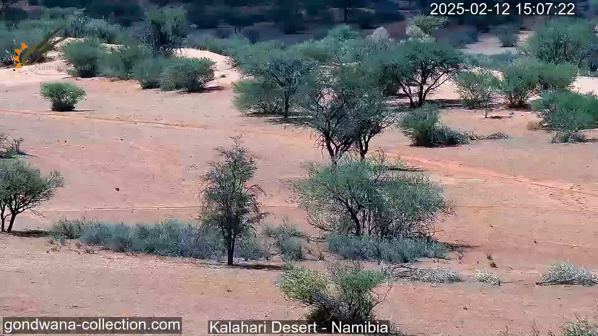 A sandy, arid landscape with scattered low-lying shrubs and small trees under a bright, sunny sky.