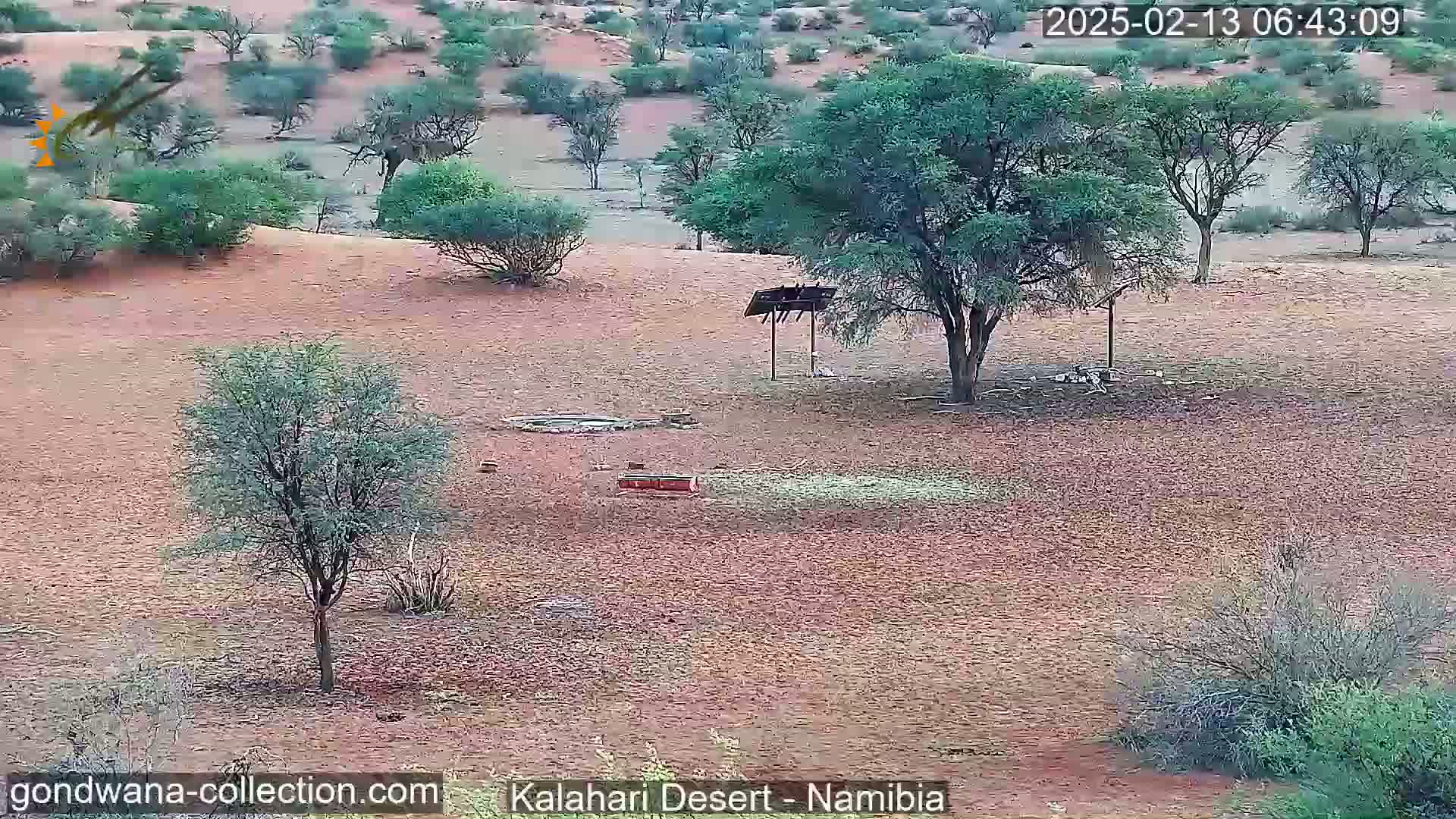 A sparse, arid landscape with scattered small trees and shrubs under a seemingly overcast sky.