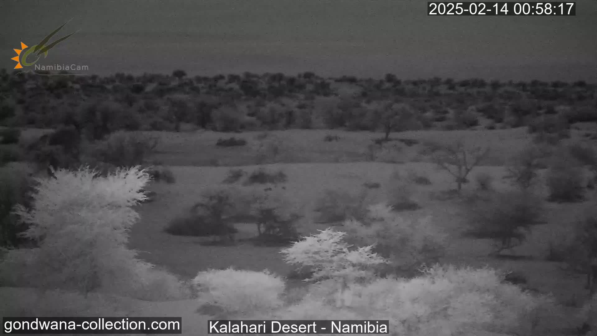 A nighttime, grayscale image shows sparse, low-lying vegetation across a flat expanse of land.