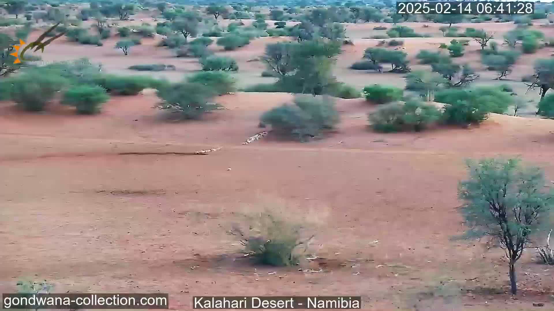 A wide shot of a desert landscape with scattered shrubs and trees under a bright, likely sunny sky shows a group of animals in the middle ground.