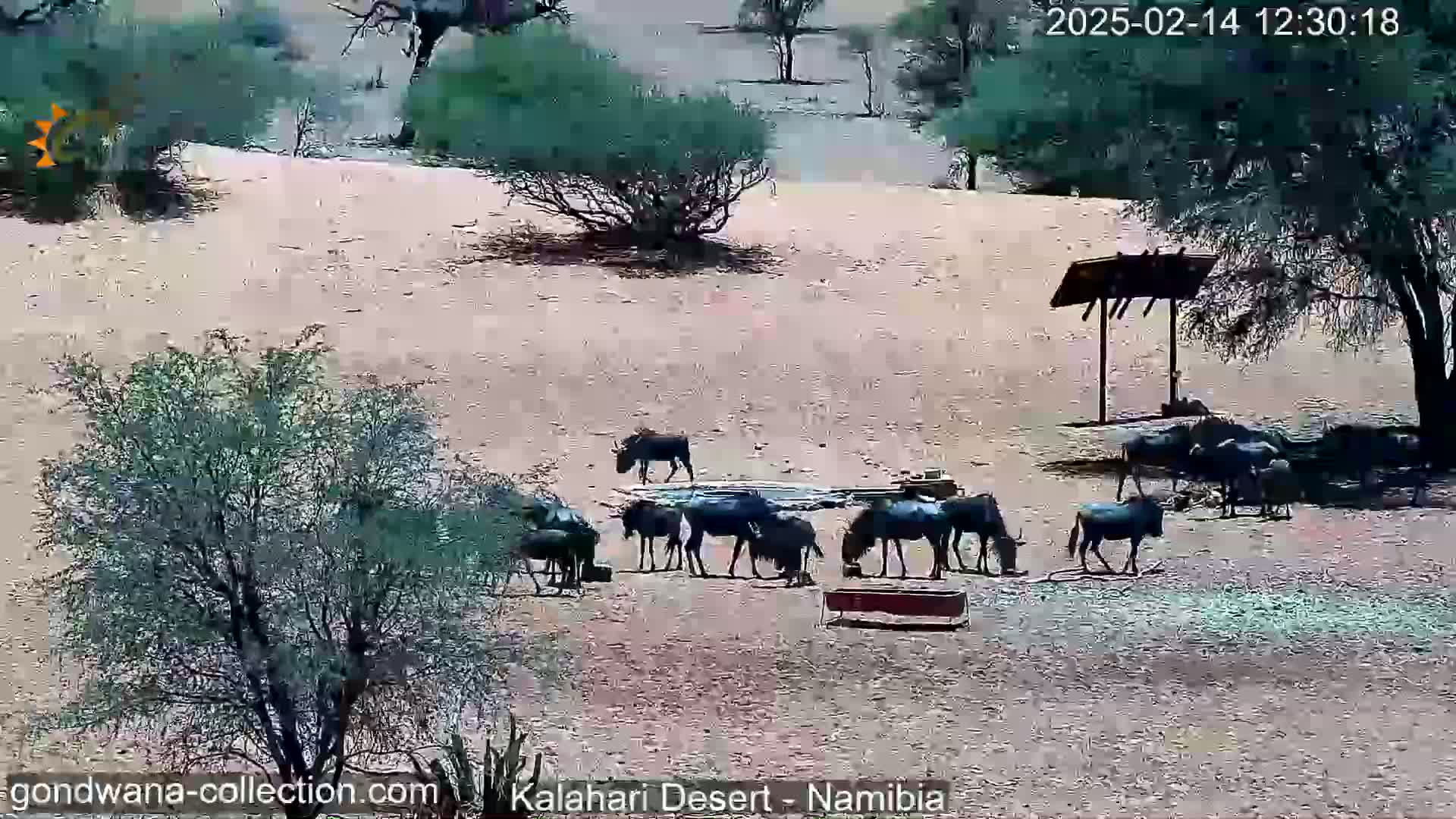 A herd of wildebeest gathers near a water source in a dry, sandy desert landscape under a mostly sunny sky.