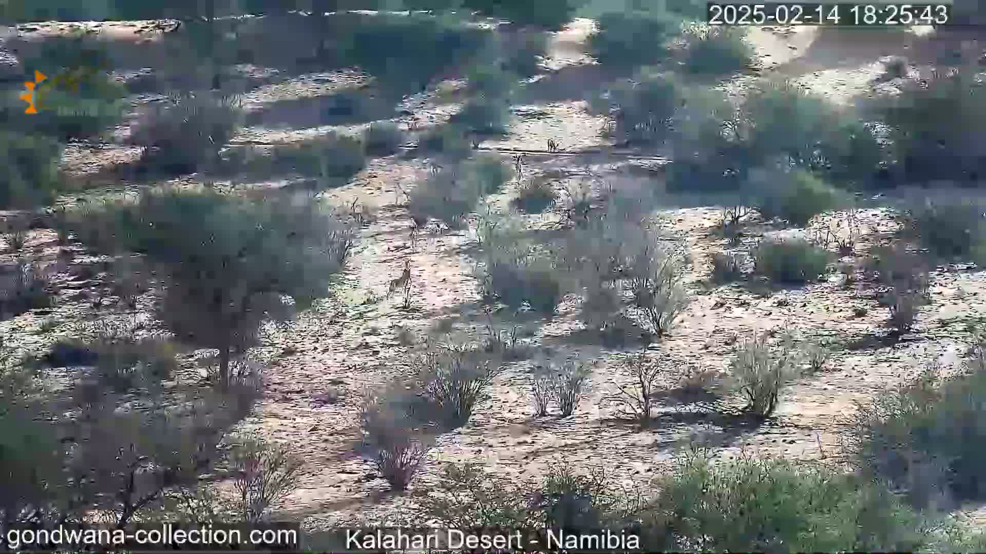 A dry, sunny desert landscape with sparse, low-lying vegetation and a few scattered shrubs.