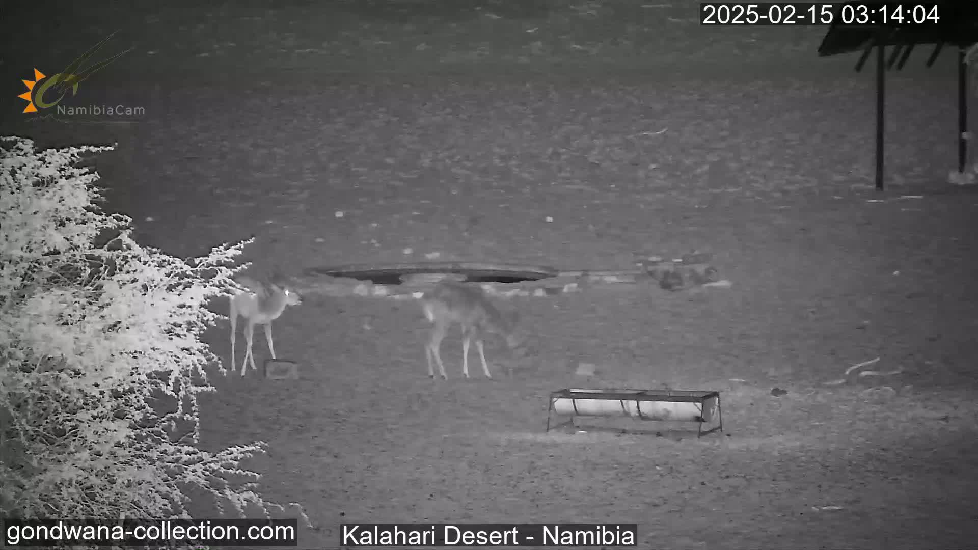 Two deer stand near a waterhole and a trough in a desert at night.