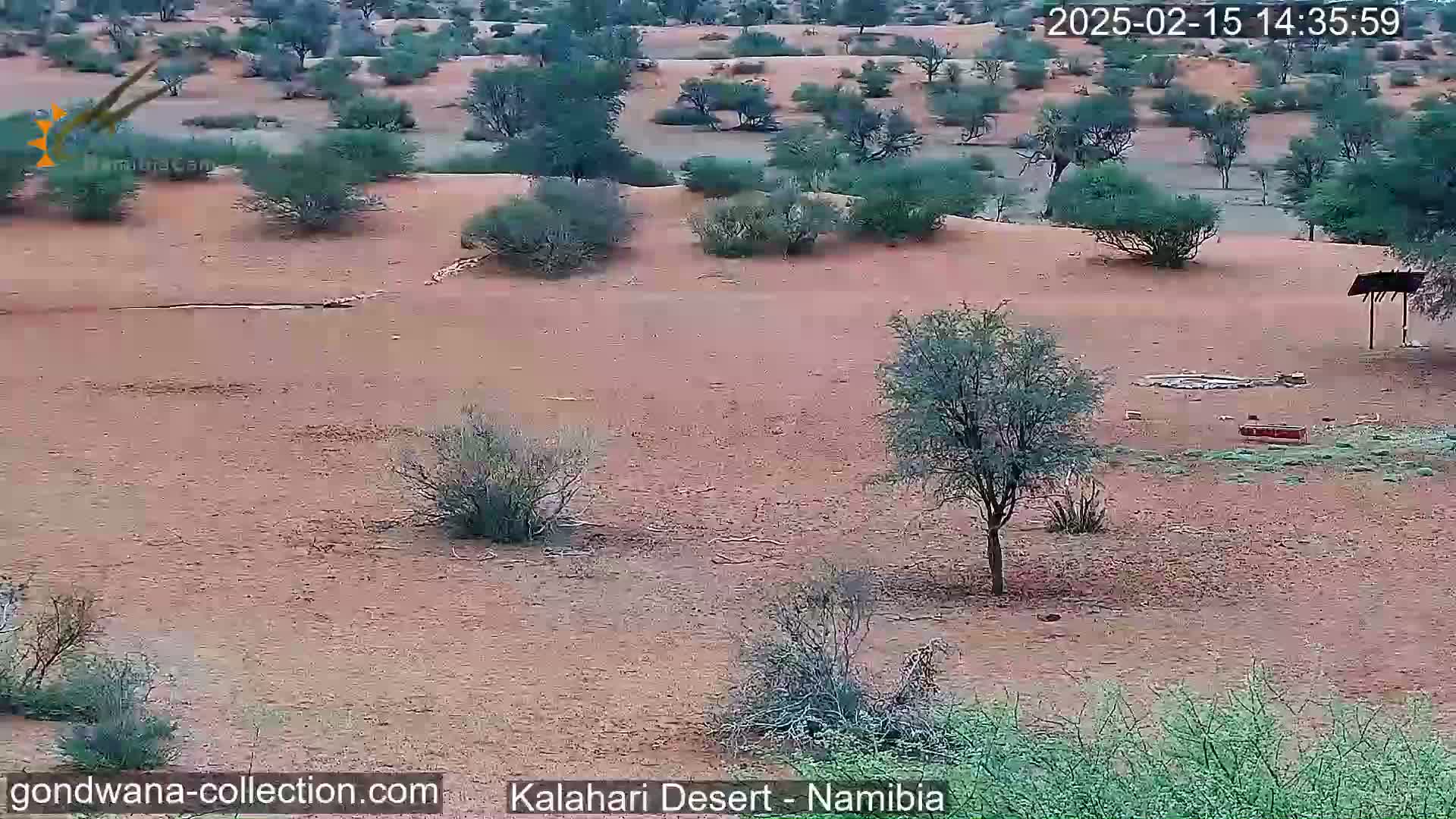 A mostly barren, reddish-brown desert landscape with scattered low-lying shrubs and small trees under an overcast sky.