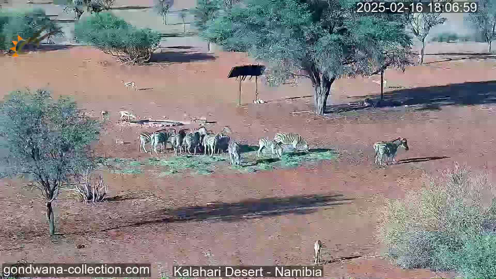 A herd of zebras grazes on dry, reddish-brown earth under a sunny sky in a sparsely vegetated landscape.