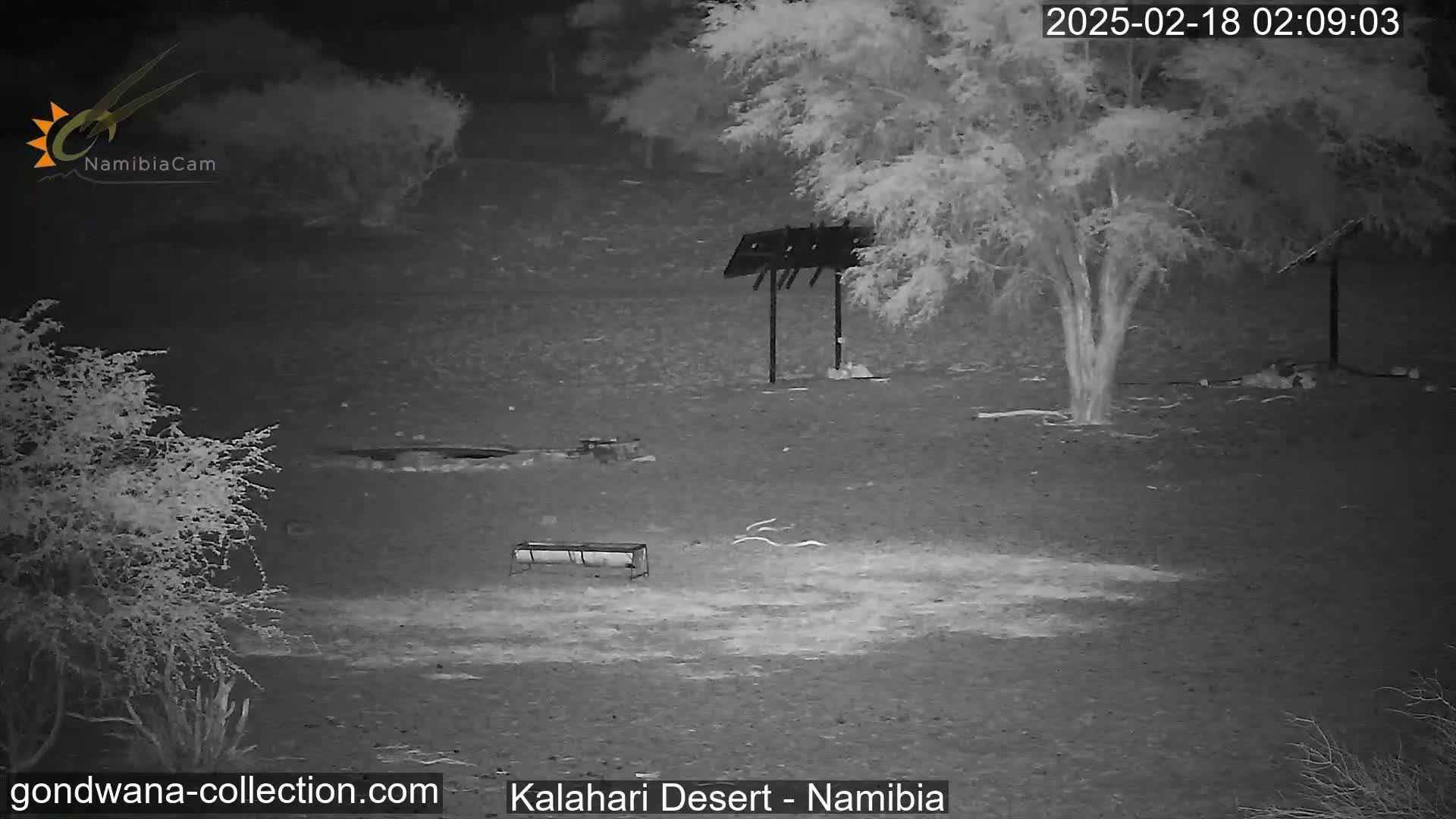 Natural Life in the Kalahari Desert (Gondwana Kalahari Park)  Live Cam - Mariental, Hardap, Namibia