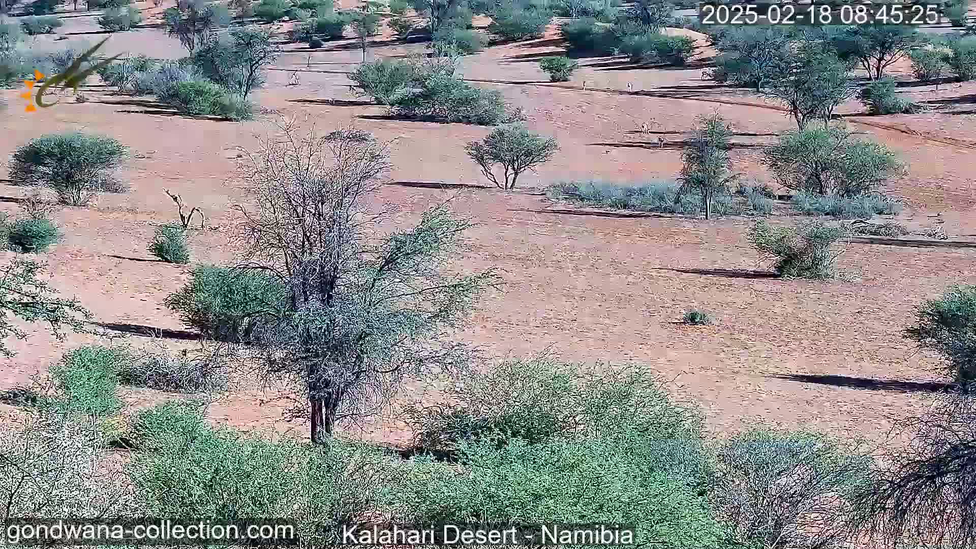 A sunny, arid landscape features sparse, low-lying vegetation and scattered small trees on a reddish-brown dirt ground.