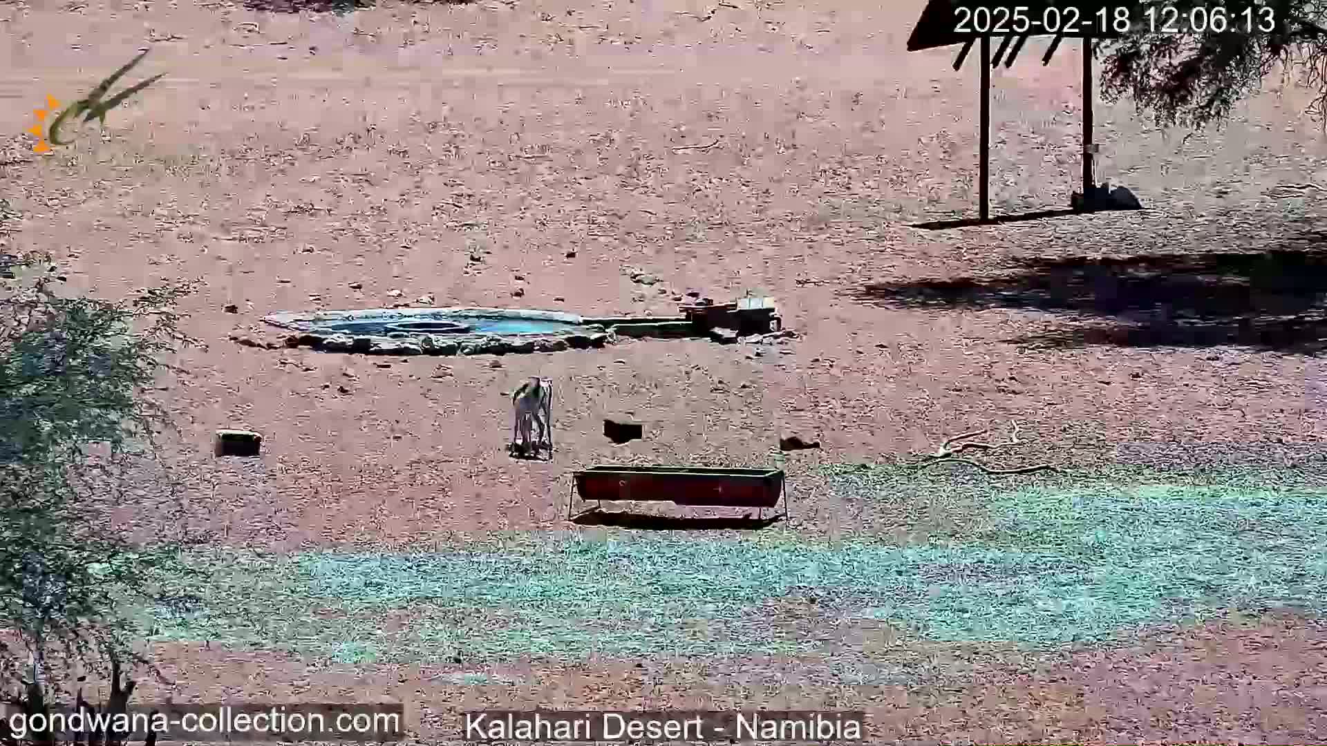A desert landscape under sunny conditions shows a watering hole, a trough, and several animals near a shaded area.