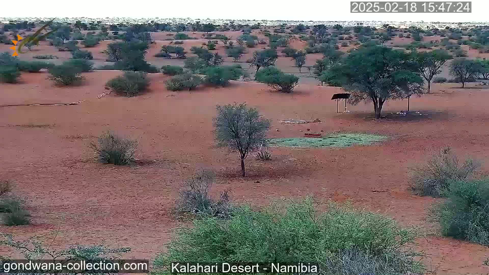 Natural Life in the Kalahari Desert (Gondwana Kalahari Park)  Live Cam - Mariental, Hardap, Namibia