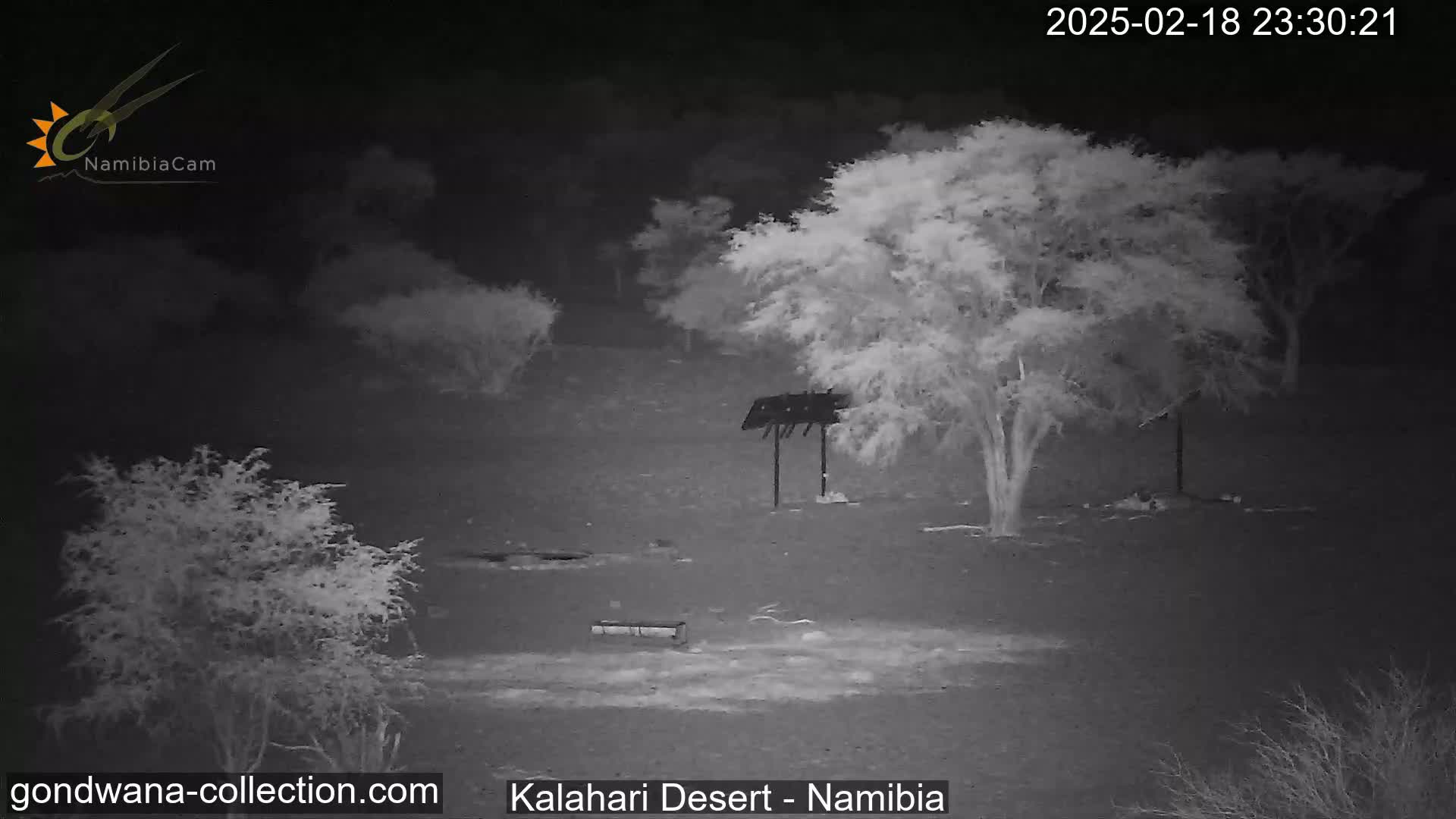 A nighttime infrared image shows a desert landscape with sparse, low-lying vegetation and several trees under a dark sky.